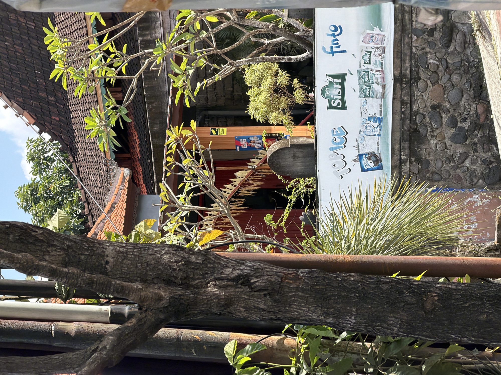 The image captures a street-level view in Denpasar, Indonesia, on a sunny day. In the foreground, the textured bark of a mature tree trunk dominates the left side, partially obscuring a metal pole. Behind the tree, a stone wall forms the base of a building.
Mounted on the wall is a large white banner displaying various beverage products. Prominently featured are the brands "TOP ICE," "Teh Sisri," and "finto." Several individual product packages are depicted on the banner, including what appear to be ice cream or frozen beverage containers for "TOP ICE" and bottles or cartons for "Teh Sisri" and "finto."
Further back, a building with a traditional tiled roof and wooden accents is visible. Several frangipani trees with bright green leaves are scattered around the building, their branches reaching towards the sky. The overall setting suggests a commercial area or a roadside establishment in a tropical urban environment. The sky above is a clear blue, indicating good weather conditions. No people are clearly visible in the scene.