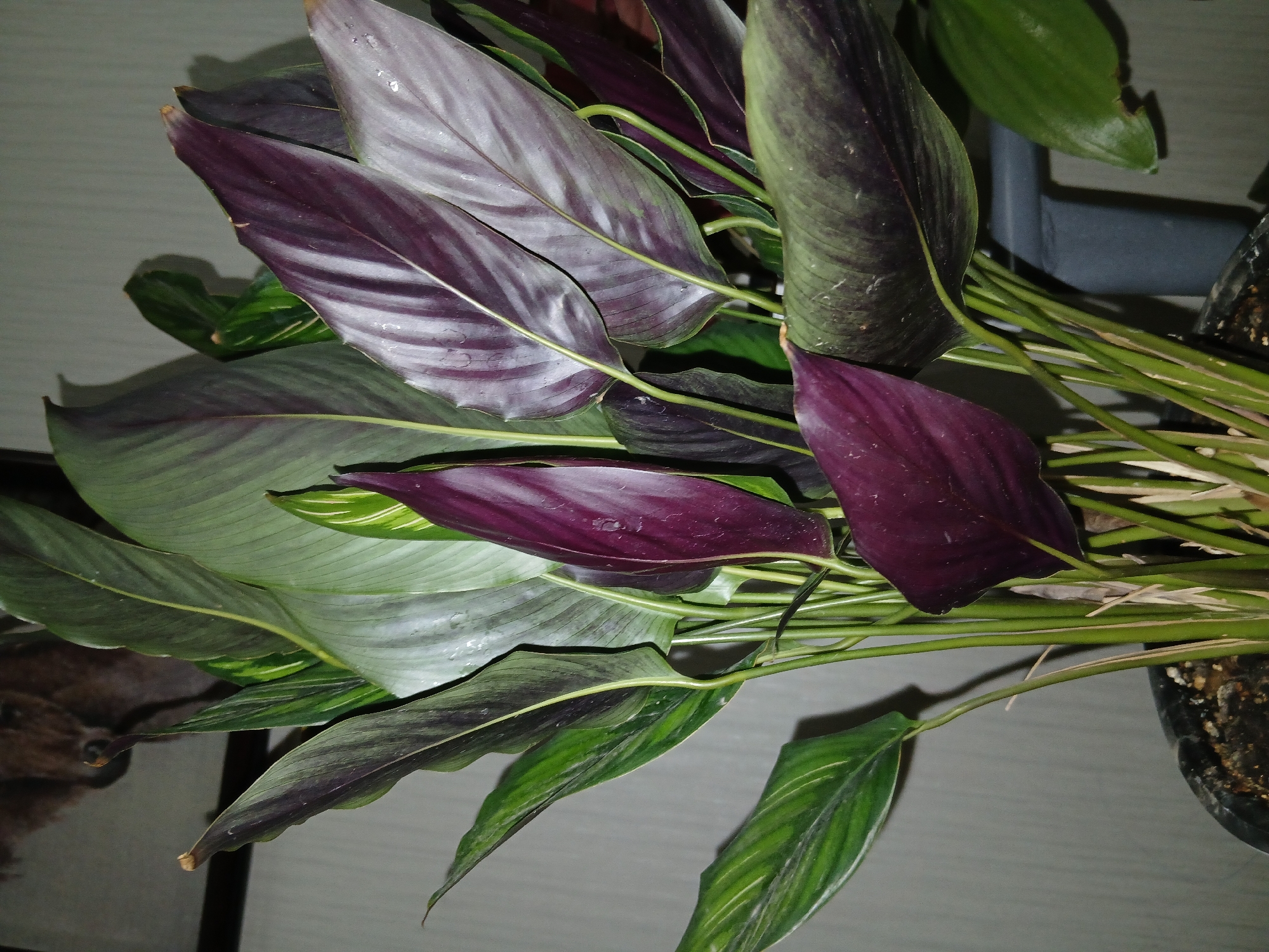 The image shows a close-up of a potted plant with large, dark green and purple leaves. The leaves are elongated and lance-shaped with visible veins. Some leaves have a slightly iridescent sheen, and a few appear to have water droplets on them. The plant is in a black pot filled with dark soil. In the background, a grey, textured wall is visible, along with a framed picture of an animal's face, possibly a horse or dog, partially obscured by the plant. The lighting suggests an indoor environment, with shadows cast on the wall. There are no people or animals directly visible in the scene other than the subject in the picture. The location is stated to be in the city of Shymkent, Kazakhstan.