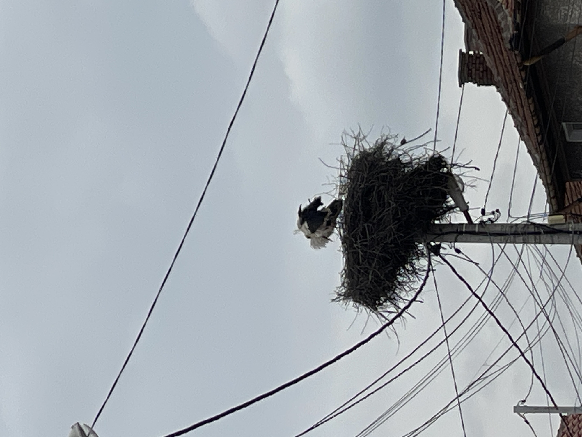 An eye-level shot captures a large bird's nest atop an electrical pole. The nest is constructed of twigs and debris. A bird is visible at the edge of the nest with white feathers. The background is an overcast sky. Numerous electrical wires intersect the view. The building appears to be made of brick. The wires and the bird species are consistent with those found in Sofia, Bulgaria, suggesting this is where the photo was taken.