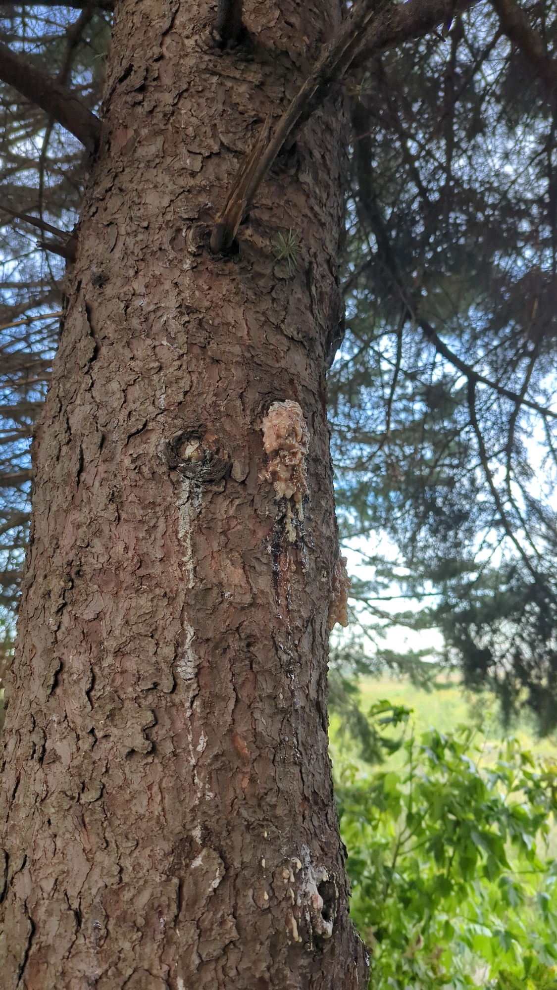 The image shows a close-up of a tree trunk with a thick, rough bark. Resin, a sticky, amber-colored substance, is oozing from a wound on the trunk and dripping downwards. The background is blurred, showing green foliage and a glimpse of a blue sky through the branches. The setting appears to be outdoors, likely a park or forest area. This specific tree and its condition are not identifiable to a precise location within Montreal, Canada, without additional context.