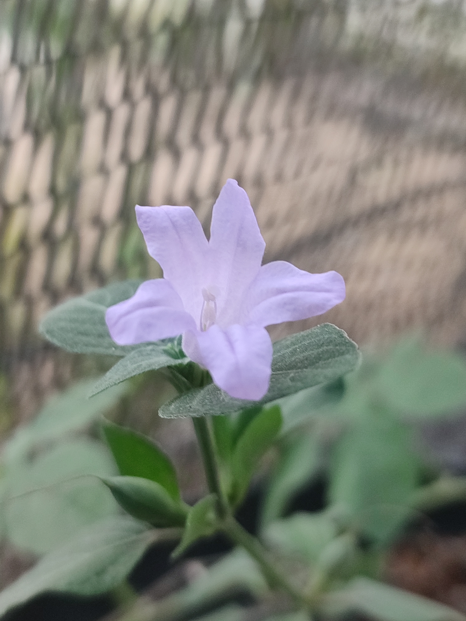 A single, pale purple flower with five petals is in focus against a blurred background. The flower is at the center of the image, with its petals slightly unfurled. Green leaves surround the base of the flower. The background appears to be a fence or screen with a woven pattern, rendered in shades of gray and tan. The image was captured in Blang Cut, Indonesia.