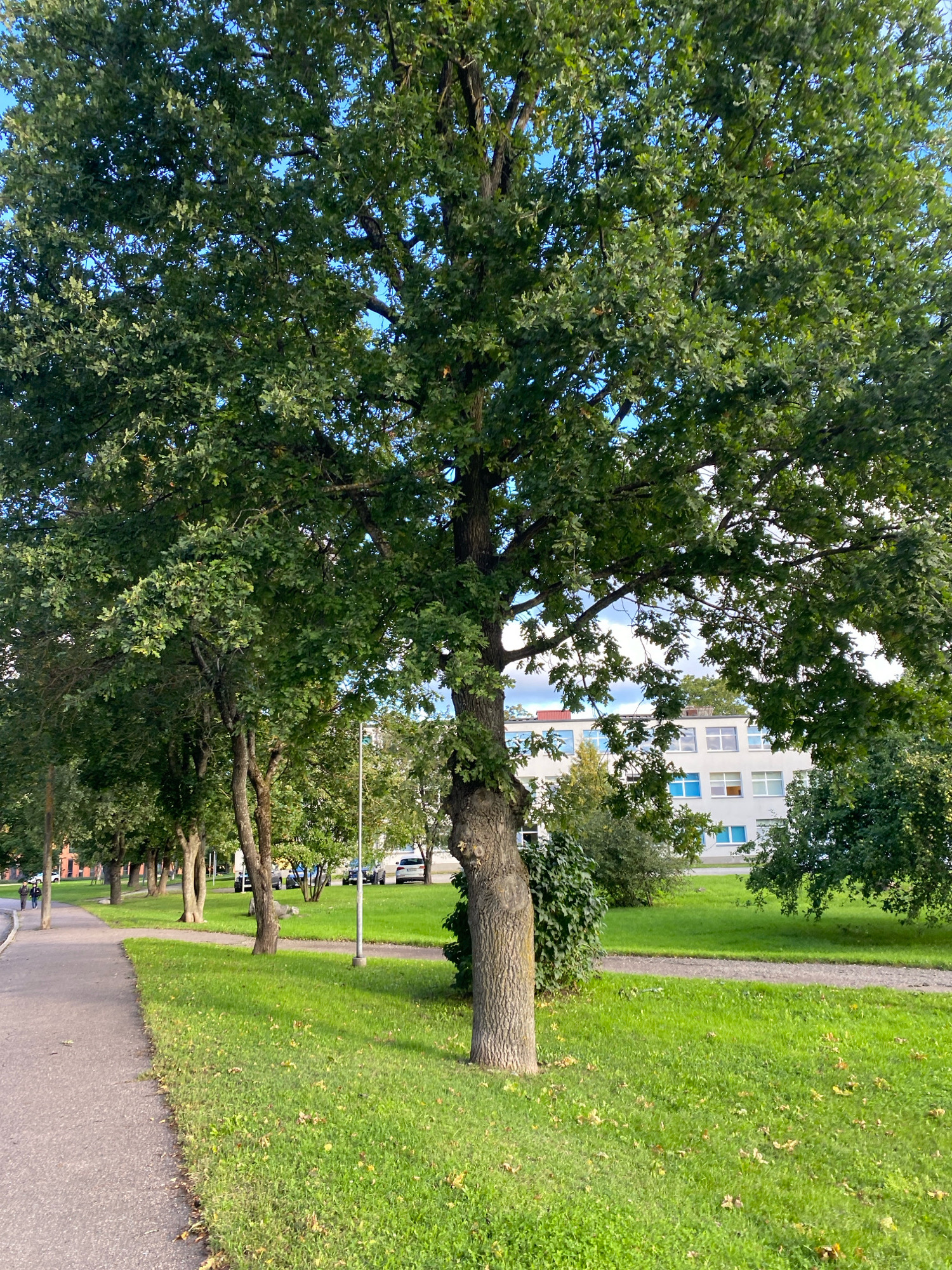 In the city of Kohtla-Järve linn, Estonia, a paved pedestrian walkway runs along the left side of the frame, bordered by a strip of grass that transitions into a larger expanse of green lawn. Dominating the foreground and midground is a large, mature deciduous tree with a thick, textured trunk and a canopy of dense green leaves. Several other trees with similar foliage are visible further down the walkway, creating a tree-lined avenue effect. In the background, a modern, multi-story building with numerous windows, some with blue frames, stands against a partly cloudy sky. Parked cars are visible on a road behind the lawn. The scene appears to be an urban park or schoolyard area, with people walking on the distant walkway. The overall impression is one of a calm, autumnal day in a well-maintained outdoor environment.