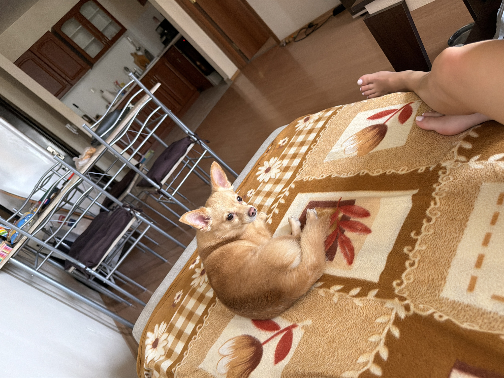 A tan chihuahua is curled up on a brown and white patterned blanket, with its head turned towards the viewer. A person's legs and feet are visible on the right side of the frame. A silver metal shelving unit is in the background, with some objects on the shelves. The room appears to be a kitchen or dining area, with brown cabinets visible in the background. The location is in the city of Unknown, Unknown.