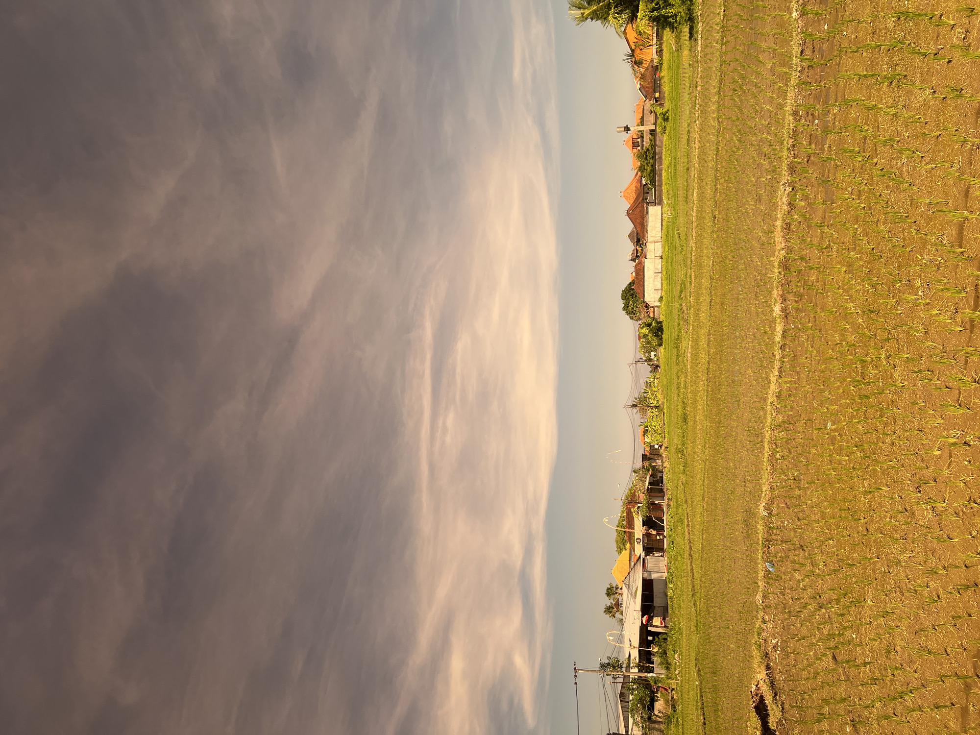 The image depicts a rural scene in Sukawati, Indonesia, likely a rice paddy field with young rice shoots. In the foreground, rows of these seedlings are clearly visible, planted in muddy soil. Beyond the paddy, a row of buildings lines the horizon, featuring red-tiled roofs characteristic of Balinese architecture. These structures appear to be a mix of residential homes and possibly small businesses or shops, with some displaying decorative elements like ornate lamp posts. Power lines and utility poles are also present, indicating the presence of infrastructure. The sky above is dramatic, filled with wispy, streaky clouds in shades of gray and pale orange, suggesting either dawn or dusk. Lush green foliage, including palm trees, can be seen interspersed among the buildings and along the edge of the paddy. The overall impression is one of a tranquil, agricultural landscape transitioning from day to night.