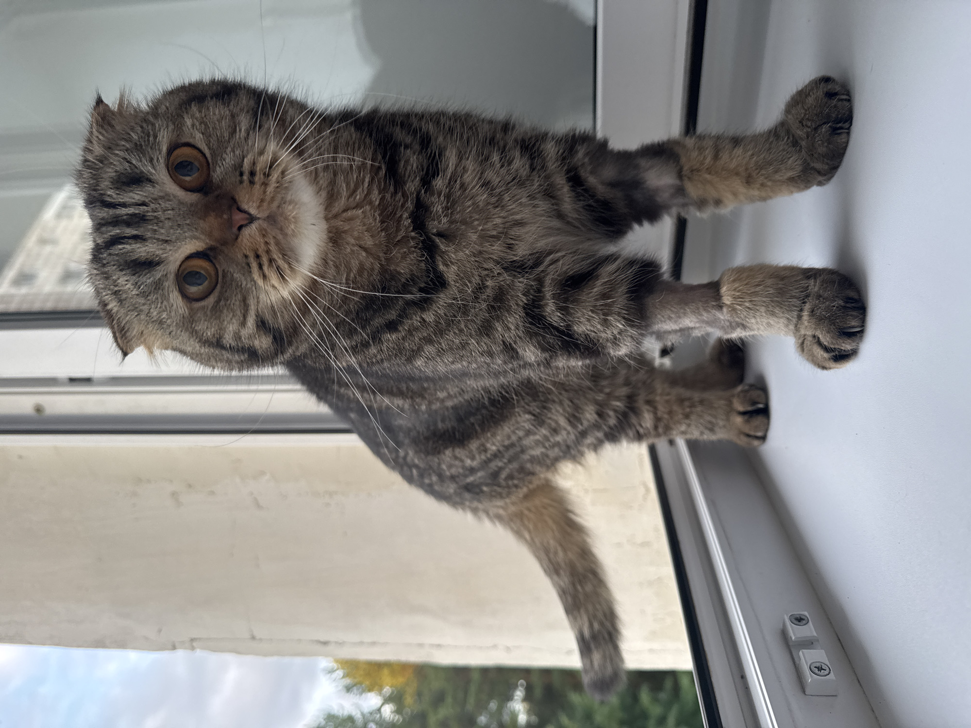 A Scottish Fold cat with tabby markings is sitting on a windowsill. The cat is facing the camera with its head tilted. Its ears are folded forward, and its eyes are wide open. The cat's fur is a mix of brown, black, and grey. The windowsill is white and appears to be made of plastic. In the background, there is a window with a view of trees and a cloudy sky. The image appears to have been taken during the day. The cat's expression is curious and alert. There are no people visible in the image. There is some text on the windowsill, consisting of two white rectangular components with screws.