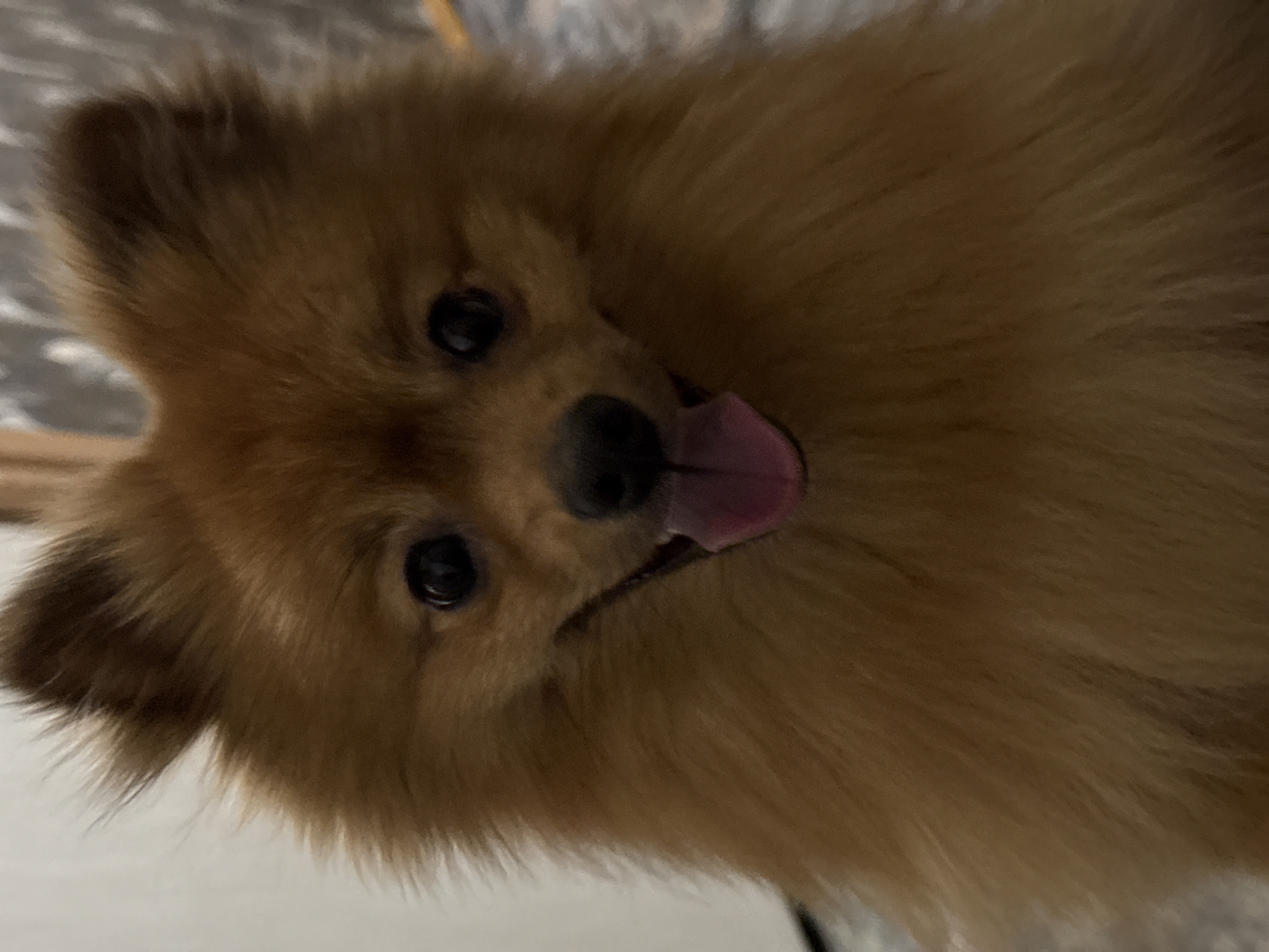 A close-up shot focuses on a small, brown Pomeranian dog. The dog is looking directly at the camera with its tongue sticking out. The background appears to be a mottled gray surface. There is no visual information to determine the location as Khimki, Russia or to identify any specific city.