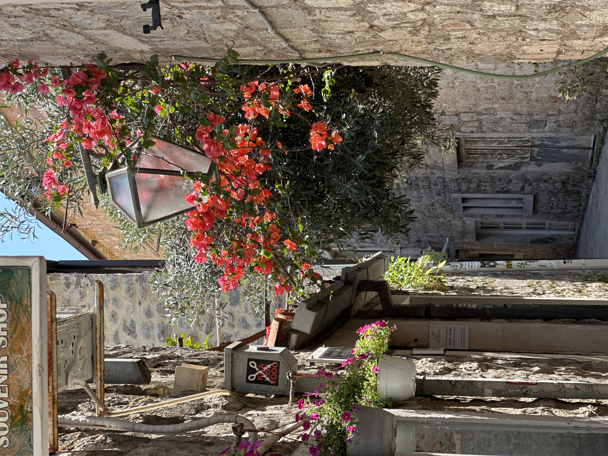 Captured in Budva, Montenegro, the image shows a narrow stone alleyway typical of the old town's architecture. The photograph is oriented such that what would typically be above appears below, and vice-versa. The architecture consists of aged stone buildings, one featuring a series of windows. A street lamp engulfed in bright pink and red bougainvillea blossoms hangs from the top of the frame. A souvenir shop sign is partially visible on the left. Steps with posters and other objects are visible towards the center of the frame. The overall impression is one of a charming, albeit weathered, European urban scene.