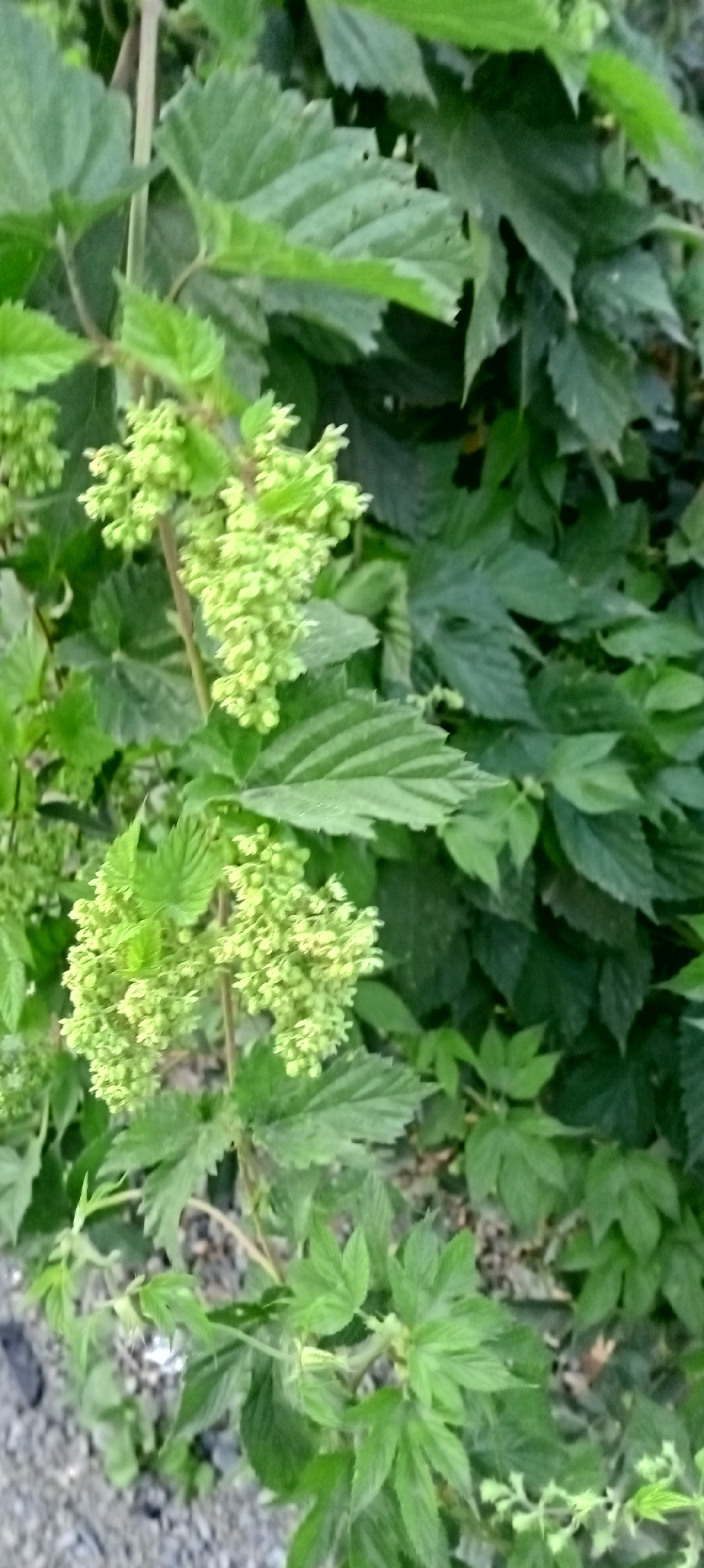 The image shows a close-up view of a cluster of small, light green flowers or seed pods on a plant with broad, serrated leaves. The plant is set against a backdrop of more dense green foliage. The ground in the lower left corner appears to be covered in small stones and gravel, suggesting an outdoor setting. There are no people or animals visible in the image. The lighting is natural, and the focus is on the plant's reproductive structures. The image does not contain any specific visual cues that would indicate a location in Sokuluk, Kyrgyzstan.