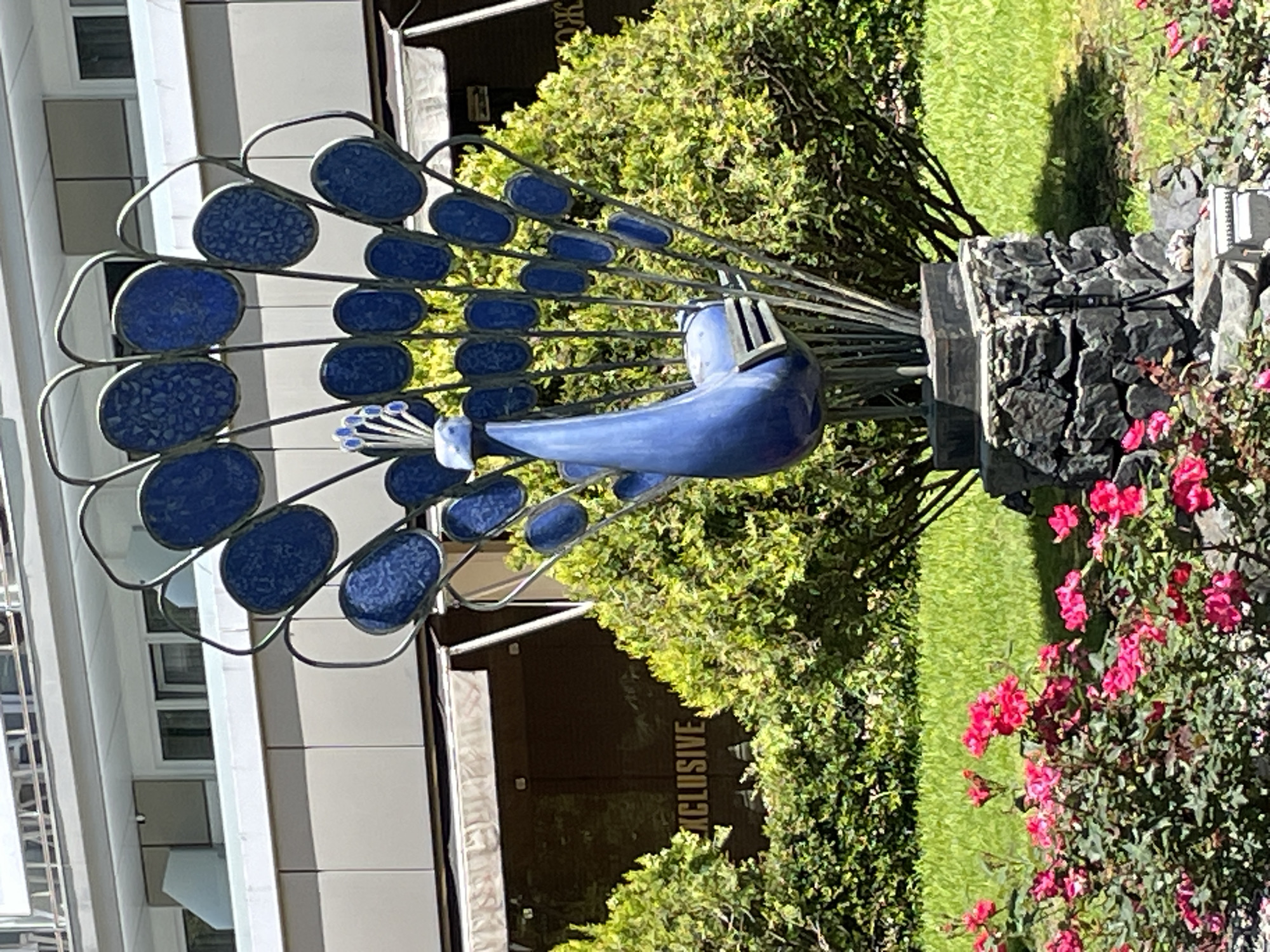 The image displays a vibrant blue peacock sculpture situated in an outdoor garden setting in Sochi, Russia. The sculpture features a smooth, metallic blue body and a large, fanned tail constructed from a metal framework. Each section of the tail holds an oval-shaped insert of mottled blue material, possibly mosaic or textured glass, mimicking the eye-like patterns on a peacock's feathers.
The peacock is surrounded by lush greenery, including dense bushes and trees. To the right of the sculpture, a base or low wall made of dark, stacked stones is visible, alongside vibrant clusters of pink and red flowers, likely roses. A strip of green grass stretches out in the mid-ground.
In the background, a modern building with light-colored walls and numerous windows can be seen. The scene is brightly lit by natural sunlight, indicating it is daytime, likely a clear and sunny day.
Visible text on a dark surface, partially obscured by foliage, clearly reads "XCLUSIVE." Other faint, unreadable text in Cyrillic script might be present. The scene depicts a tranquil and decorative garden space.