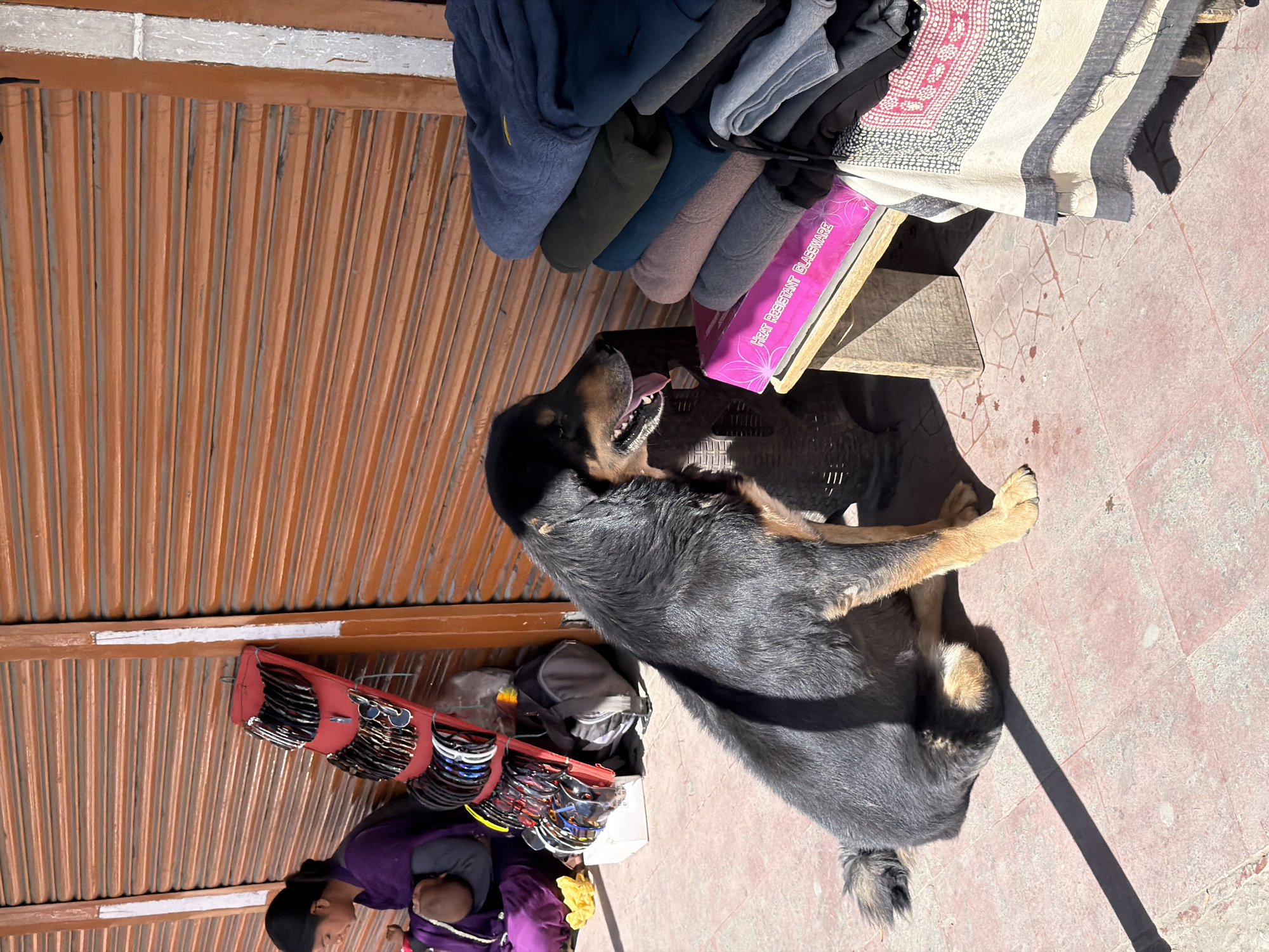 In the city of Leh, India, a large, dark-haired dog sits on a tiled pavement in front of a shuttered shop. The dog, appearing to be a Tibetan Mastiff or similar breed, has a tan muzzle and paws, and is panting with its tongue out. To the left, a woman in a purple garment is seated, seemingly attending to a baby she holds in her lap. Adjacent to her is a red display stand holding numerous pairs of sunglasses. In the background, a roll-up metal shutter forms the shop's facade, painted a warm, rustic orange. In front of the dog, a low wooden stand supports a stack of folded clothing items, predominantly dark blue and grey fleece pullovers, topped with a bright pink box that reads "HEAT RESISTANT GLASSWARE". To the right of the clothing stack, a colorful textile with black, white, and red patterns is draped over an unseen object. The scene is bathed in sunlight, casting long shadows on the tiled ground.