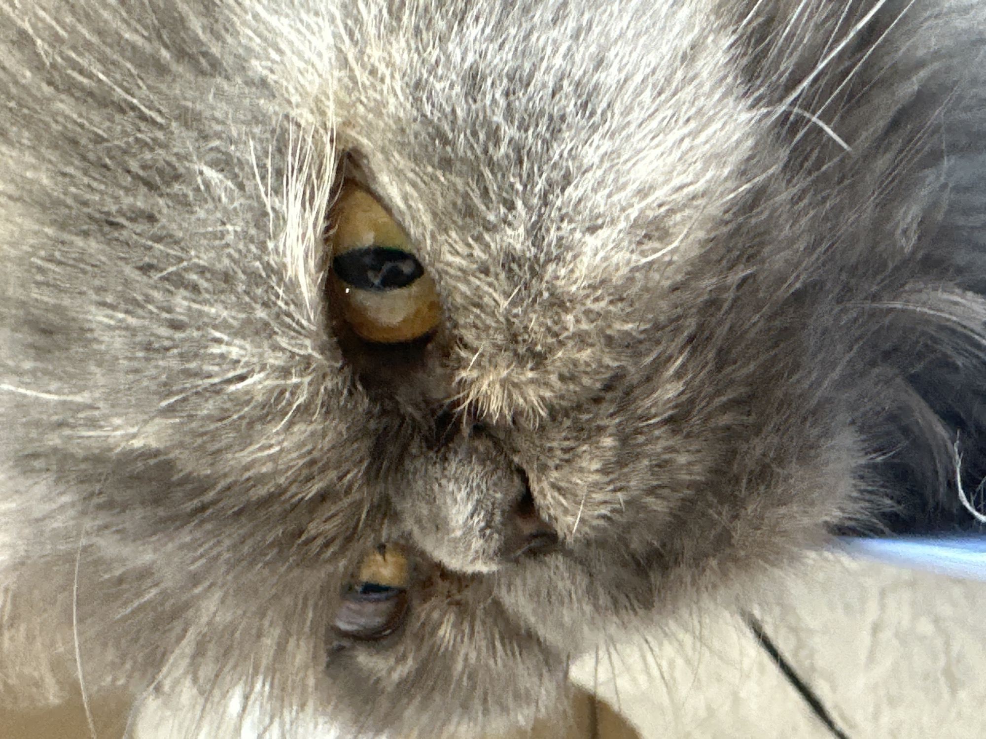 The image is a close-up, slightly blurry shot of a cat's face. The cat has grey, fluffy fur and golden eyes with black pupils. Part of the cat's nose and mouth are visible. The background is out of focus but appears to be a light-colored surface. The location is not apparent from the image.