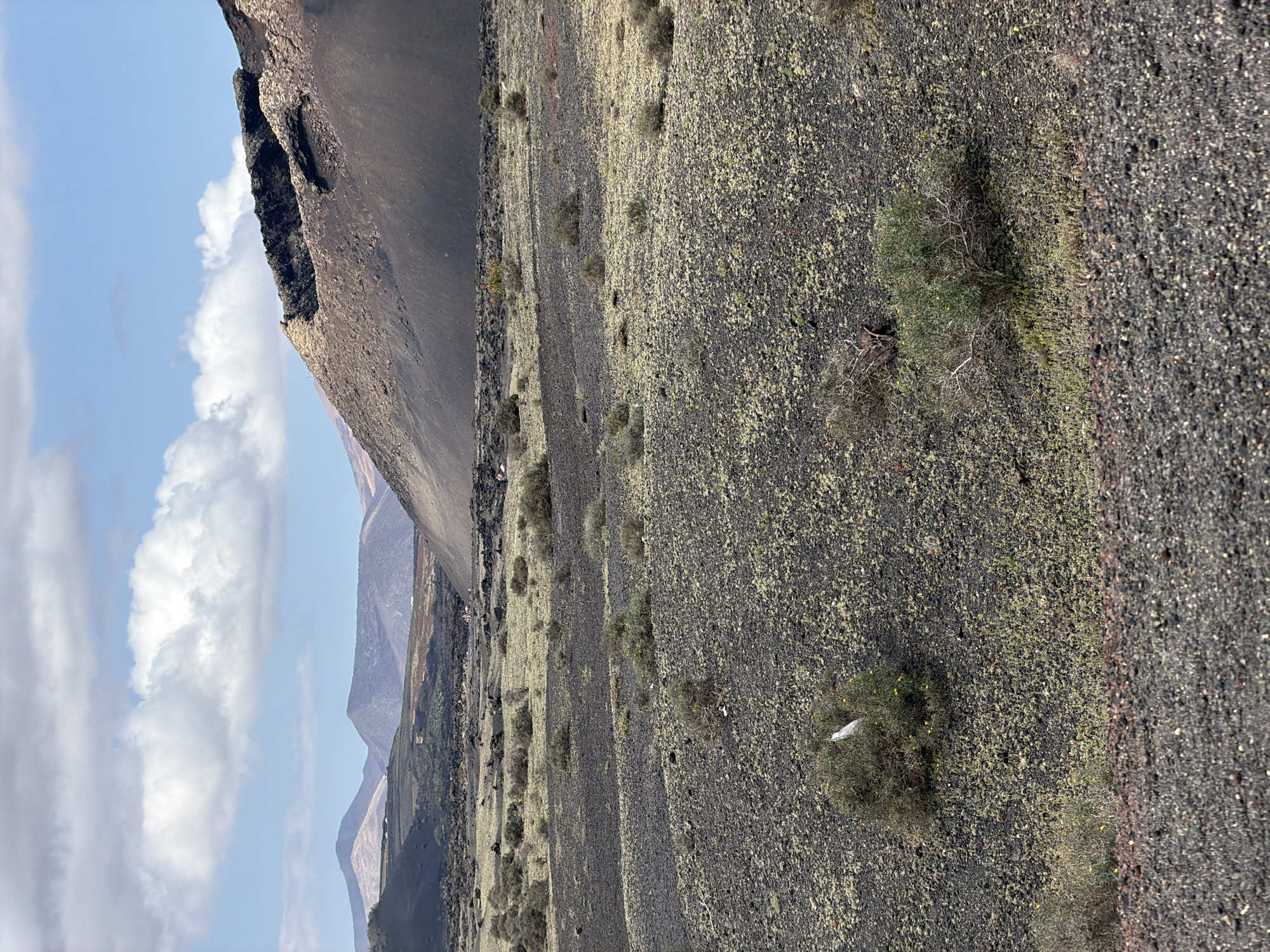 The photograph presents an expansive view of an arid volcanic landscape, typical of Tinajo, Lanzarote, Spain. The foreground and mid-ground are covered by dark, rocky terrain, likely solidified lava fields or volcanic ash, which is textured by a pervasive layer of greenish-yellow lichen and moss-like growth. Scattered across this dark ground are sparse, low-lying shrubs with delicate branches, some displaying small yellow flowers. A small, crumpled white object, possibly litter like a plastic bag, is visible at the base of a bush in the right foreground.
To the left, a significant dark volcanic cone or mountain rises, its rugged slopes and jagged peak creating a prominent silhouette against the sky. In the distant background, multiple layers of lighter-hued mountains or hills stretch across the horizon, partially obscured by atmospheric haze. The sky above is clear and bright blue, dotted with scattered white cumulus clouds.
The scene is captured in natural daylight, suggesting mid-morning or late afternoon due to the soft, even illumination and absence of harsh shadows. No people or animals are visible, emphasizing the untouched and rugged nature of the environment. The image primarily depicts a natural, geological setting, characterized by its volcanic origins and resilient, sparse vegetation. There is no visible text in the image.