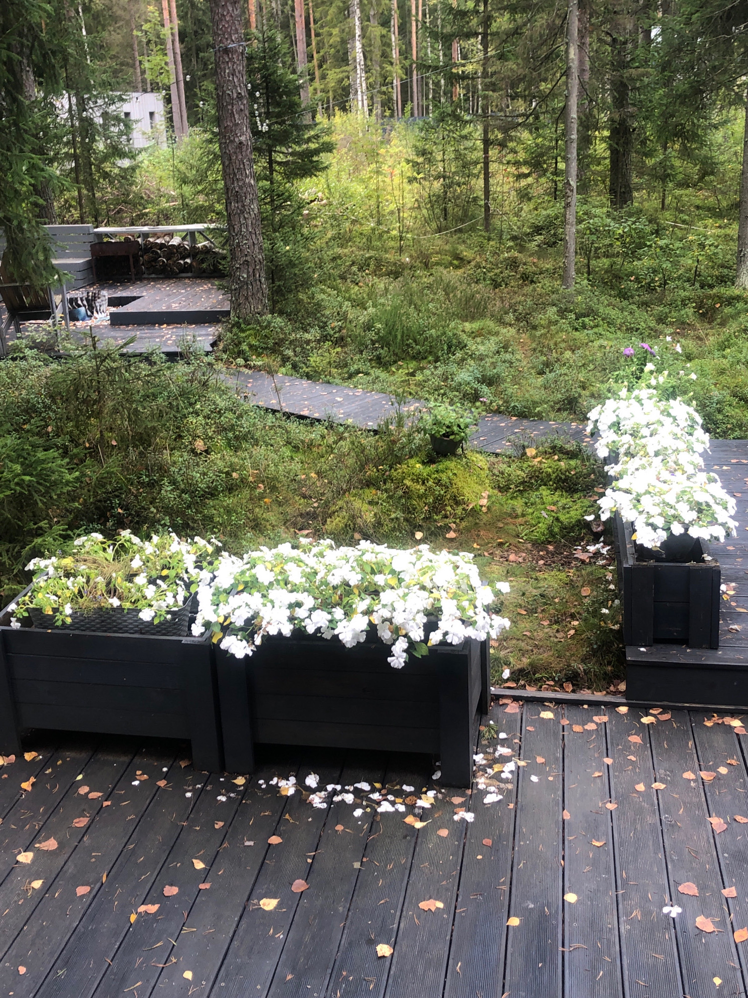 A wide shot shows a wooden deck in a forest setting, likely in Unknown, Russia. In the foreground, two black wooden planters overflow with white impatiens flowers. The deck is dark gray and wet, with scattered brown and yellow autumn leaves and a few white flower petals. In the midground, a dark wooden walkway winds through lush green foliage, leading to a small wooden structure in the background, partially obscured by trees. A pile of logs is visible to the left of the walkway, next to an outdoor seating area. The background is a dense forest with tall trees and undergrowth. The lighting suggests an overcast day. There are no people or animals visible in the image.