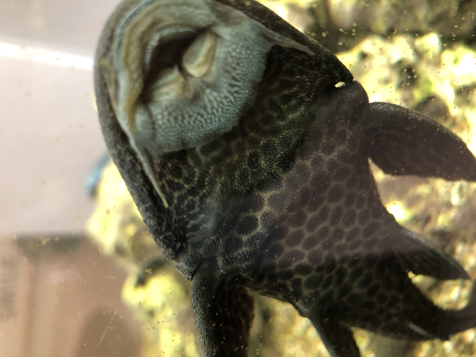 A dark-colored Loricariid catfish, commonly known as a pleco, is depicted adhering to the transparent glass of an aquarium. The fish is oriented upside down from the viewer's perspective, with its head towards the upper right. Its large, circular suckermouth is prominent, showing detailed internal ridges and folds. The body of the fish is covered in a textured, armored skin with an intricate pattern of dark, irregular spots and reticulations against a lighter background. Visible fins extend from the lower and left portions of its body. The aquarium environment is out of focus behind the fish, revealing blurred areas of yellow, green, and brown, consistent with gravel or substrate, along with scattered small particles clinging to the glass. No people are present. The precise location within the city of Schiltigheim, France, is not discernable from the visual information provided.