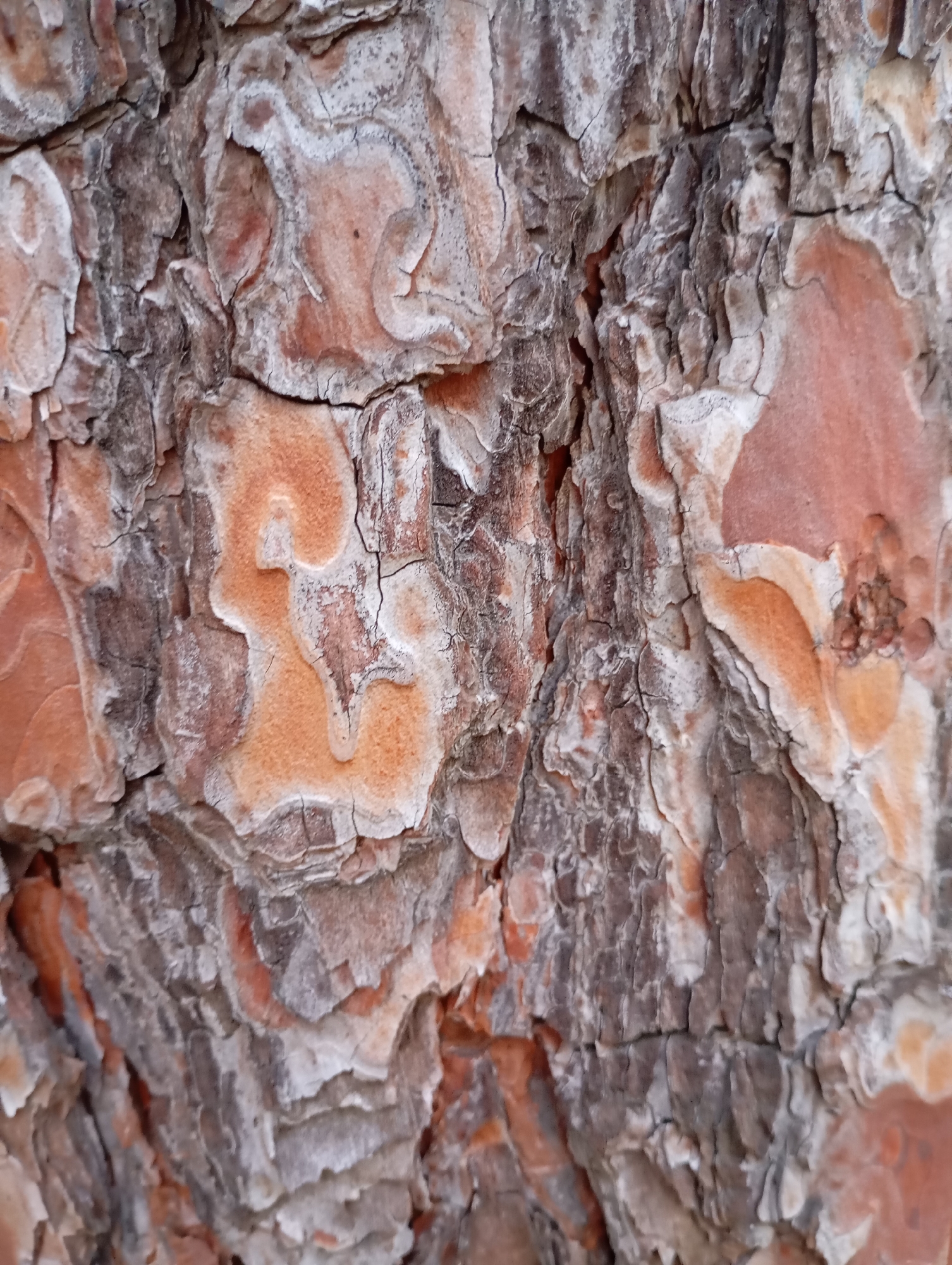 The image is a close-up, high-angle shot of pine tree bark. The bark is rough and textured with prominent ridges and deep crevices. The colors range from dark brown and grey in the deeper cracks and shaded areas to lighter tan and orange on the raised portions of the bark. White or light grey lichen or moss is visible in some areas, particularly along the edges of the raised bark segments. The texture suggests age and exposure to the elements. The image does not depict any people, actions, or specific environmental context beyond the bark itself. Without further information, its location in Goryachiy Klyuch, Russia, is not discernible from the visual content.