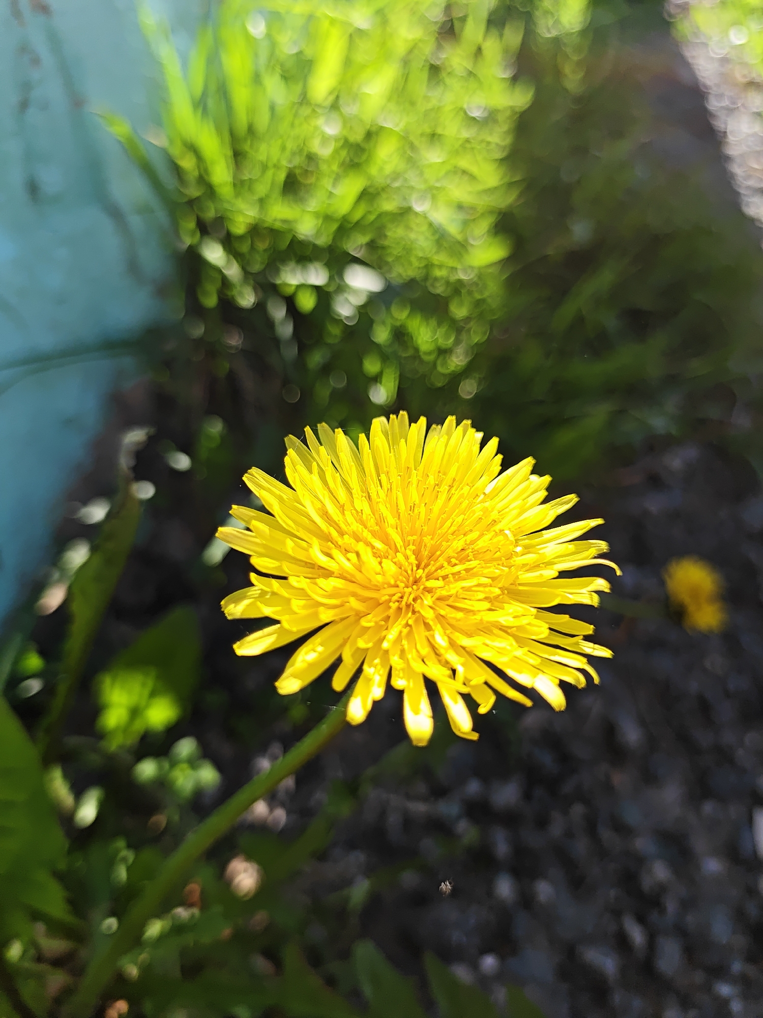 A close-up photograph taken in Tobolsk, Russia, shows a bright yellow dandelion flower in full bloom. The flower is the central focus, with its stem rising from the lower portion of the frame. The background consists of blurred green vegetation and dark soil or gravel. In the upper left corner, a portion of a light blue surface is visible. To the right, another blurred dandelion flower is slightly visible. Sunlight illuminates the dandelion, casting shadows on the surrounding areas.