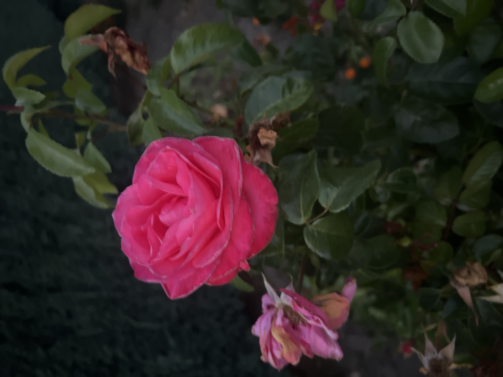 A close-up, low-angle shot captures a vibrant pink rose in full bloom, its petals unfurling in intricate layers. The rose is the focal point, positioned slightly off-center to the right. To its left, a smaller, faded pink rose droops, its petals wilted and tinged with yellow and brown. Surrounding the roses is lush, dark green foliage, with some leaves appearing glossy and wet, suggesting recent rain or dew. The background is a blur of deep green and dark tones, with hints of orange and red flowers barely visible in the far distance, hinting at a garden setting. The lighting is dim, with the pink rose appearing illuminated by a soft, diffused light source. The overall impression is one of natural beauty, with the contrast between the vibrant bloom and the decaying ones suggesting the cycle of life and growth.