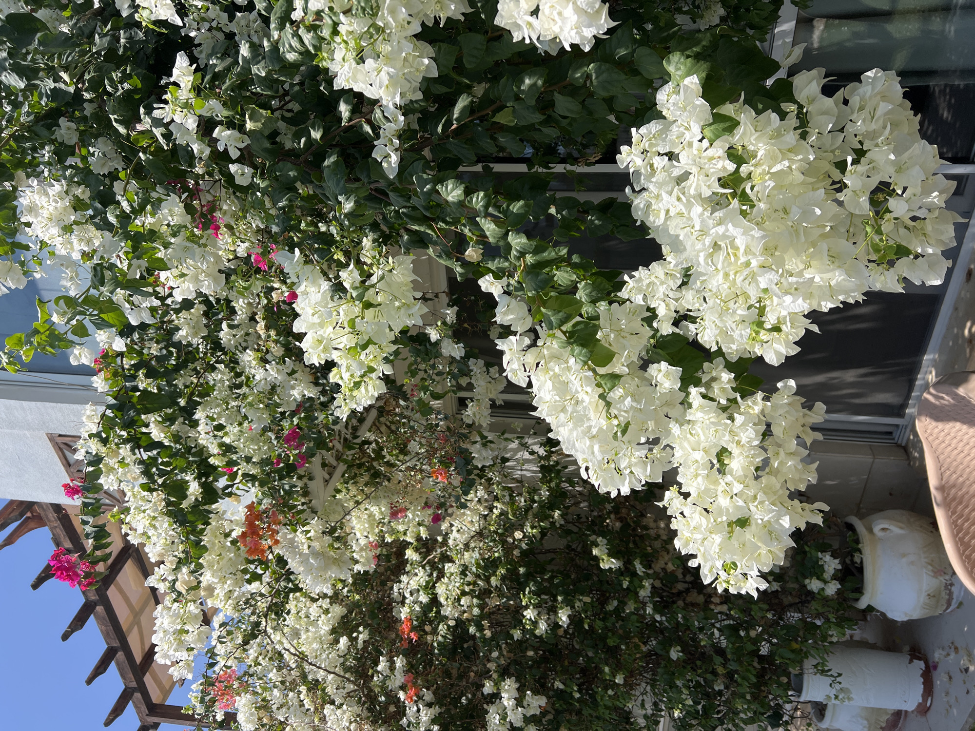 This image depicts a vibrant bougainvillea plant with abundant white, pink, and orange blooms cascading over a building facade in Sharm El Sheikh, Egypt. The plant is situated near a wooden pergola structure and appears to be growing in large white pots. The background shows a white building with windows and a clear blue sky. The scene conveys a sense of lushness and Mediterranean charm, typical of resort areas in Sharm El Sheikh. There are no people visible in the image. The focus is on the natural beauty of the flowers and the architectural elements of the building.