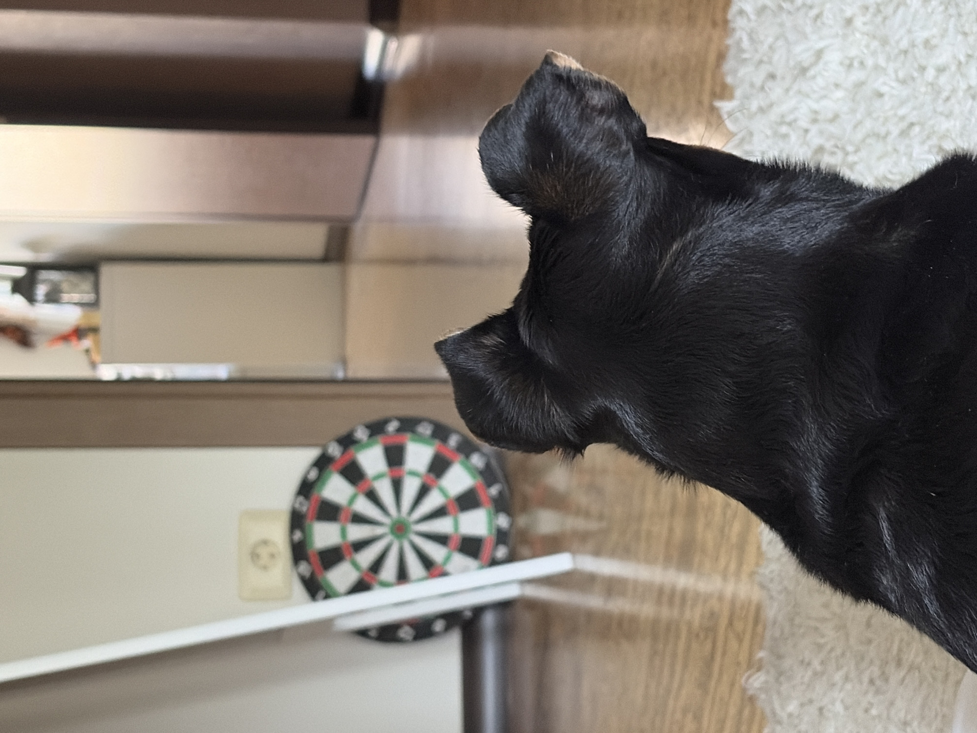 A black dog's head and upper back are visible in the foreground, facing away from the camera. The dog is on a white rug. In the background, a dartboard hangs on a cream-colored wall. To the left of the dartboard, two white vertical bars are visible. Beyond that, a doorway leads to a hallway with wooden floors and closed doors. There is no identifiable location in Chelyabinsk, Russia.