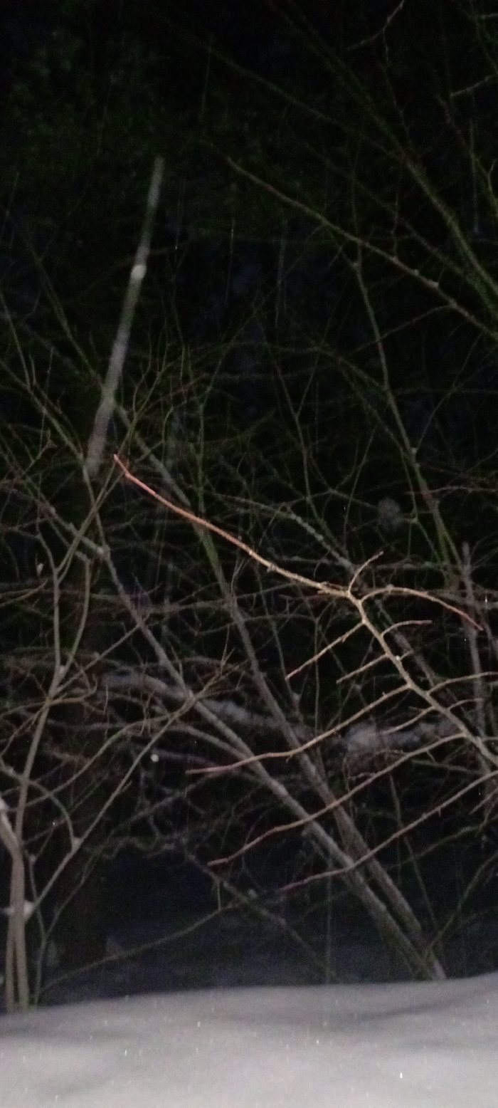 The image depicts a static outdoor winter scene at night in Красный Маяк, Russia. The foreground is dominated by a flat expanse of undisturbed white snow, exhibiting subtle sparkle, occupying the bottom approximately 20% of the frame. Above the snow line, a dense, complex network of bare tree and shrub branches fills the remainder of the image against a dark, indistinct background. The branches vary in thickness and color, predominantly dark brown to grey, with some displaying reddish-brown hues, notably a prominent diagonal branch in the upper-middle section. Faint traces of snow adhere to some branches. No individuals, animals, or artificial structures are discernible within the frame. The lighting is low and ambient, illuminating the snow and selectively highlighting the branches.