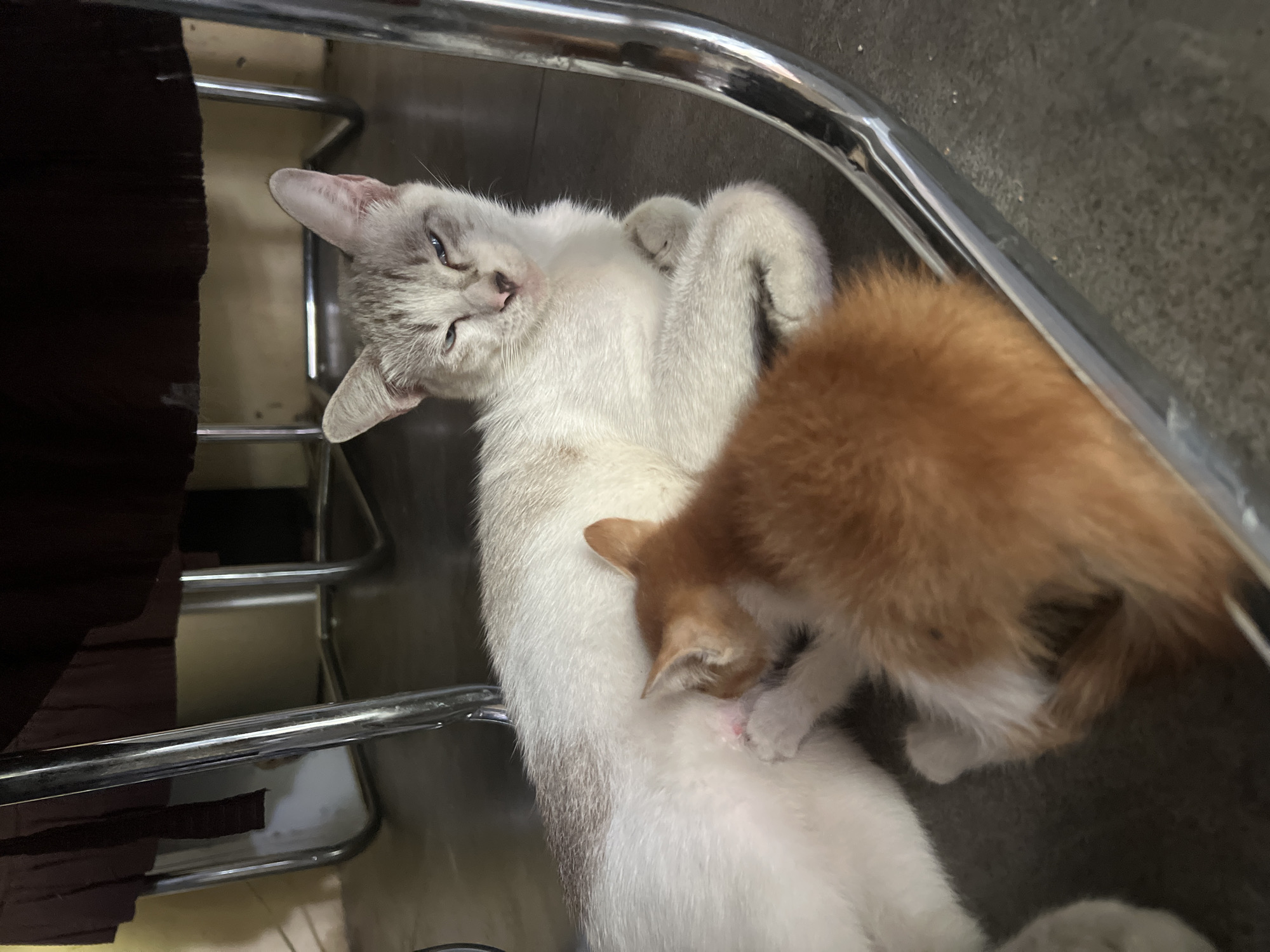 A light-colored cat with grey tabby markings is lying on a grey tiled floor, nursing a small orange kitten. The mother cat is resting on her side, with her eyes partially closed, looking slightly towards the camera. The kitten is curled up against the mother's belly, with its head near her teat. The scene appears to be indoors, possibly under a table, indicated by the presence of shiny metal chair legs and a dark fabric hanging from above. The overall lighting is dim, suggesting an indoor environment. There are no people visible in the image. The specific location in Klapanunggal, Indonesia is not discernible from the visual information provided in the image.