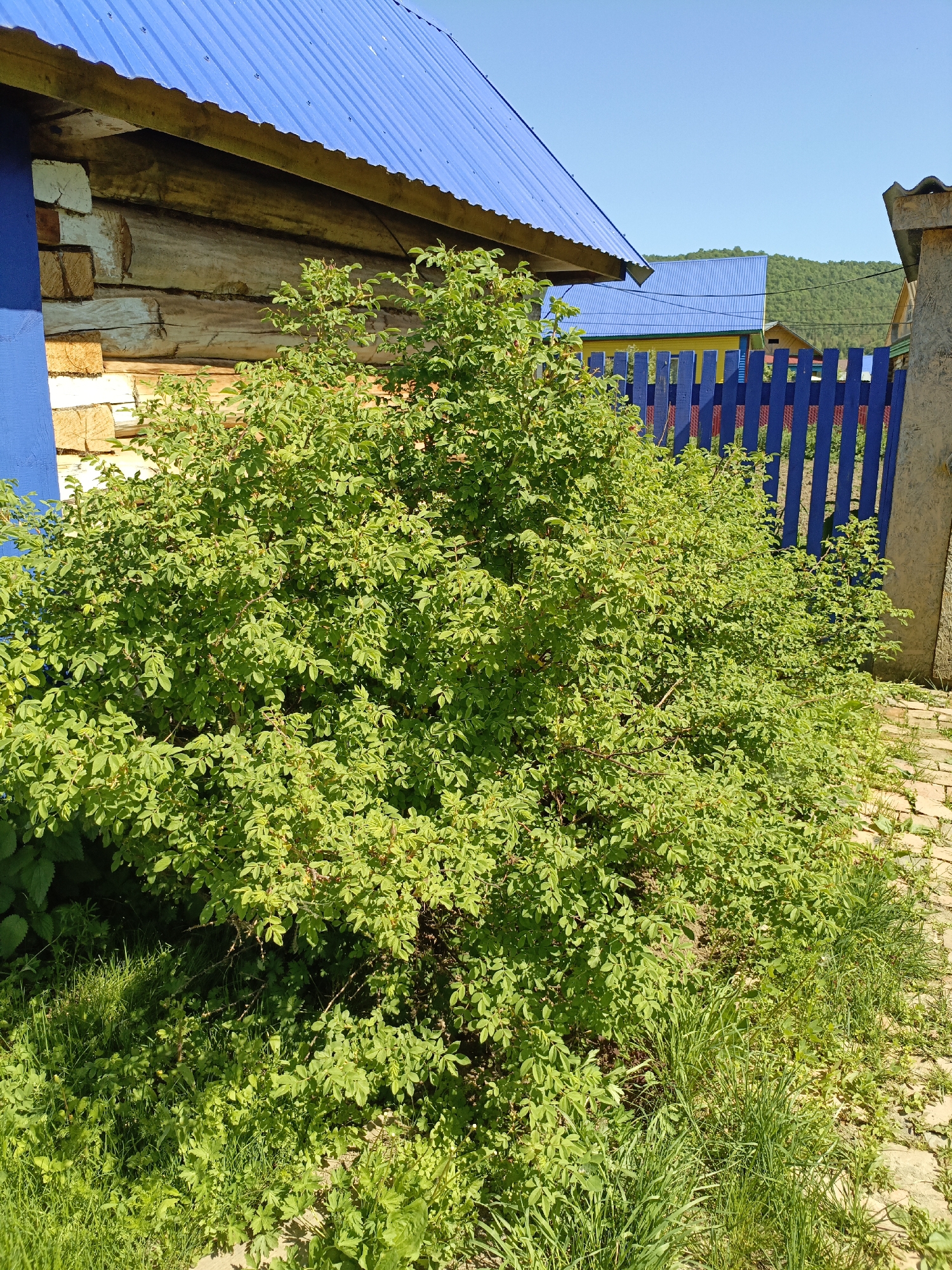 The image depicts a residential scene in Gabdyukovo, Russia. A large green bush dominates the foreground, partially obscuring a blue wooden fence and a section of a log cabin with a blue corrugated metal roof. The bush has some red berries visible within its foliage. A brick walkway runs alongside the bush and towards the fence. Beyond the fence, there is another building with a yellow and blue painted exterior and a blue roof. A distant green hillside is visible in the background under a clear blue sky. There are no people visible in the scene. The lighting suggests a sunny day.