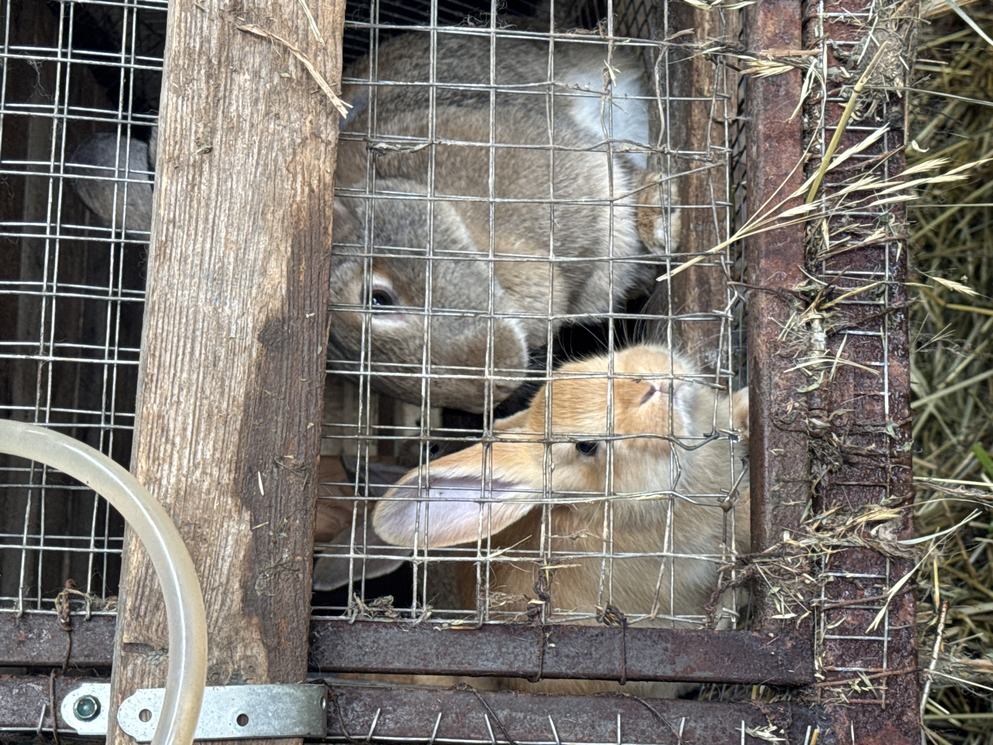 The image shows two rabbits confined in a wire cage. One rabbit is light brown and positioned closer to the front of the cage, with one ear prominently displayed. The other rabbit, located behind the first, is a grey-brown color. The cage appears to be made of wire mesh attached to a wooden and metal frame. There is hay or dry grass scattered around the cage and outside of it. A clear tube is visible in the foreground, attached to the cage. The overall setting appears to be outdoors, possibly in a rural or agricultural environment. No specific location details pertaining to the city of Probuzhdenie, Russia, are evident in the image.
