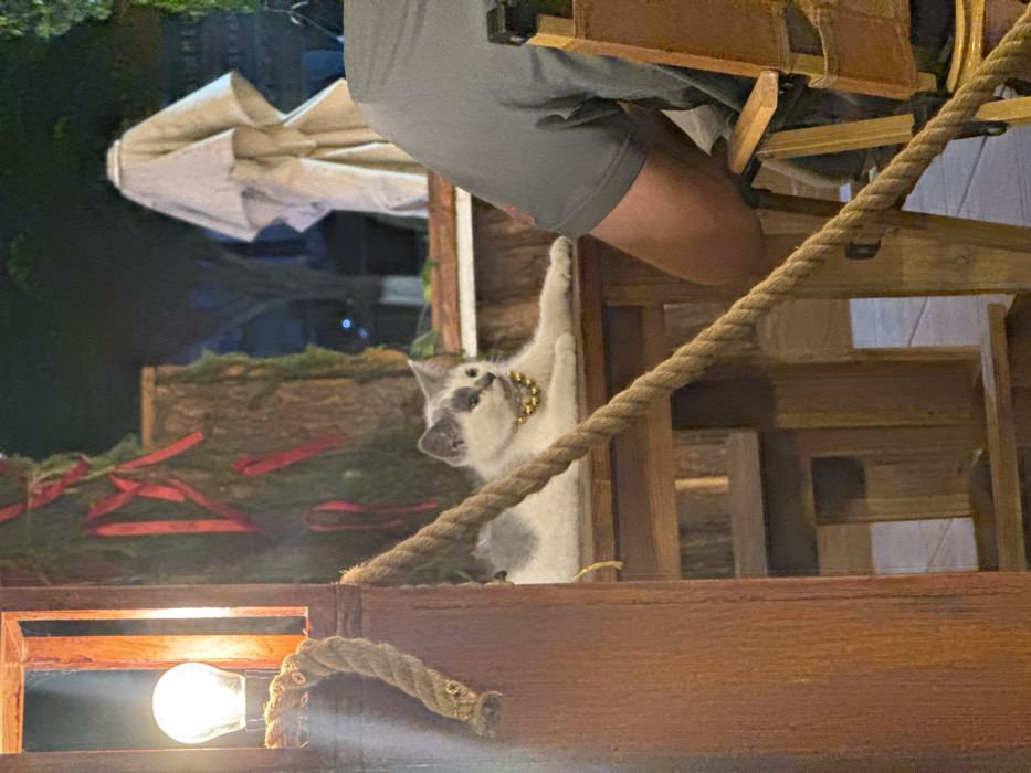 This image captures a nighttime scene in Cam Đức, Vietnam, featuring a white and grey cat and a seated individual in what appears to be an outdoor or semi-outdoor establishment. In the midground, a short-haired cat with white fur and grey patches on its head, back, and tail lies stretched out on a dark wooden counter or table, facing right. It wears a gold-colored beaded collar around its neck. To the immediate right of the cat, the lower torso and right arm of a person are visible, wearing a short-sleeved grey t-shirt. This individual is seated in a wooden chair with a light-colored canvas back and seat. A thick, brown rope runs diagonally across the foreground from the upper left, partially obscuring the scene. On the far left, an exposed incandescent light bulb illuminates a section of a dark wooden vertical post. In the background, behind the cat, a tree trunk decorated with green foliage and red ribbons is visible. Further back, a large, folded, light-colored patio umbrella stands upright. Beyond these elements, blurred dark foliage and distant lights indicate an outdoor environment after dark.