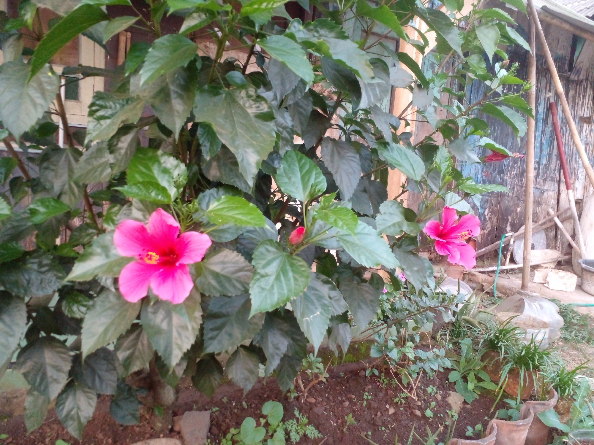 The image depicts an outdoor scene, likely in a residential area of Pungangan, Indonesia, given the presence of a partially visible wooden structure with what appears to be bamboo supports and weathered planks. The foreground is dominated by a lush green hibiscus plant, showcasing several vibrant pink hibiscus flowers in various stages of bloom. The plant has large, glossy leaves and is growing in the ground, which is covered with dark soil and scattered small plants and rocks. In the background, beyond the hibiscus, there are several terracotta pots containing green plants, some of which appear to be succulents or ornamental grasses. A large, clear plastic bottle, possibly repurposed as a water reservoir or planter, is also visible amongst the plants. Tools, including what looks like a red-handled rake and a green hose, lean against the wooden structure, suggesting a garden or yard area. The overall impression is one of a slightly untidy but functional outdoor space, characteristic of a tropical or subtropical climate.