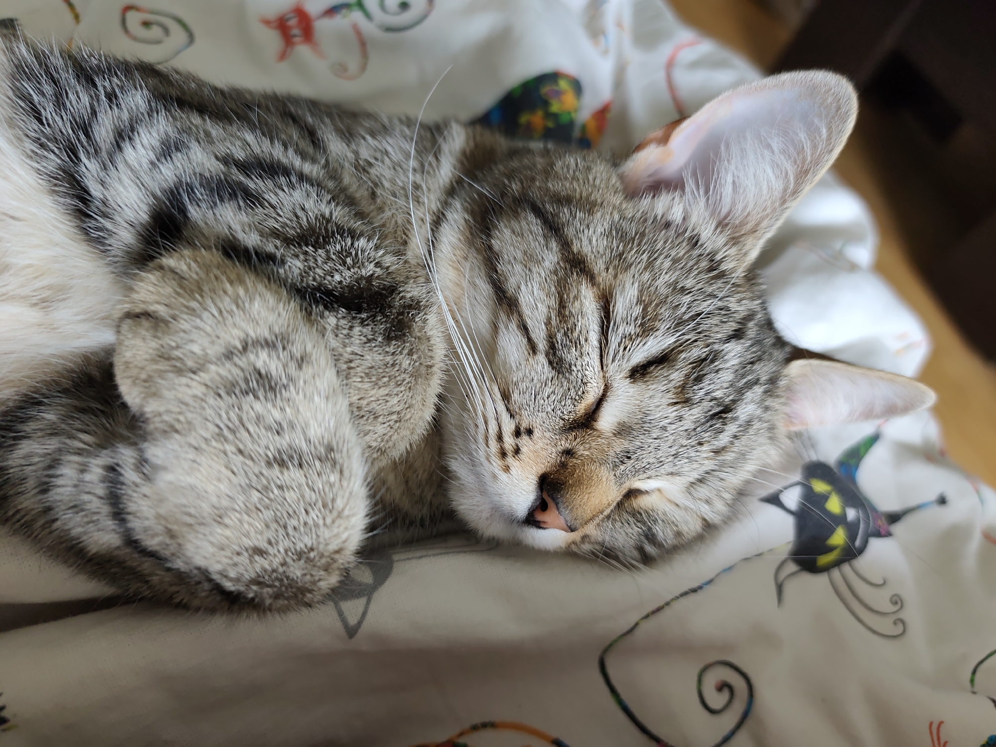 A tabby cat is sleeping on patterned bedding. The cat is curled up with its paws near its face. Its eyes are closed, and the background shows colorful designs on the bedspread. There is no evidence of the city of Gremyachinsk, Russia.