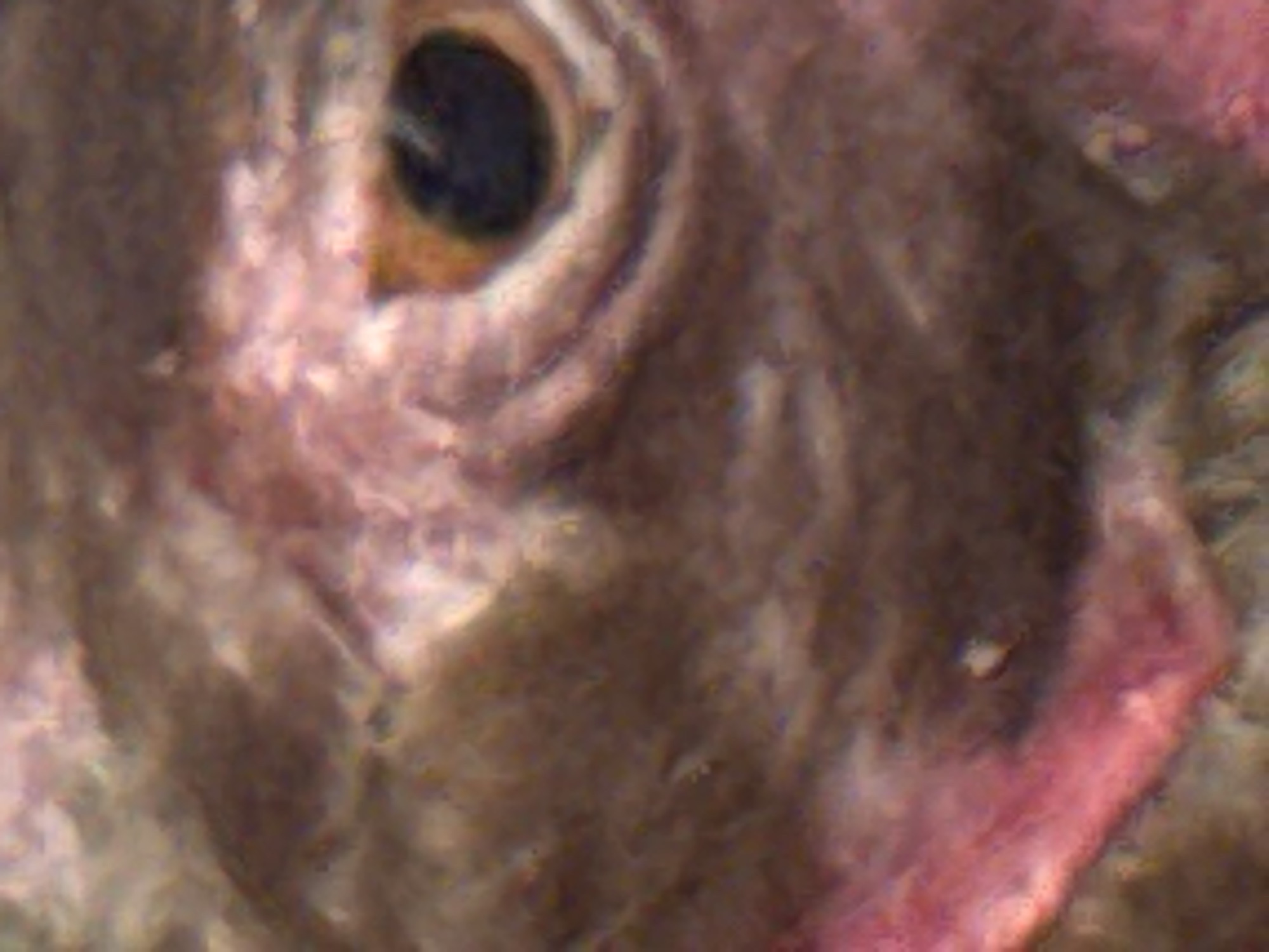 This is an extreme close-up, macro photograph of a fish's eye. The subject is a fish, and the photograph focuses solely on its eye and the surrounding scales or skin. The eye itself is dark and appears to be a pupil surrounded by a lighter iris, possibly brown or amber. The skin around the eye shows a textured surface, with some areas appearing rough and scaled, while others seem smoother and pinkish-white, possibly indicating scar tissue or a unique skin pattern. The lighting is diffuse, suggesting it was taken underwater or in a controlled studio environment. There are no visible people, objects, or a discernible scene or setting beyond the immediate detail of the fish's eye. The image does not suggest any specific time of day, weather, or location cues beyond the implied aquatic environment. No text is visible in the image.