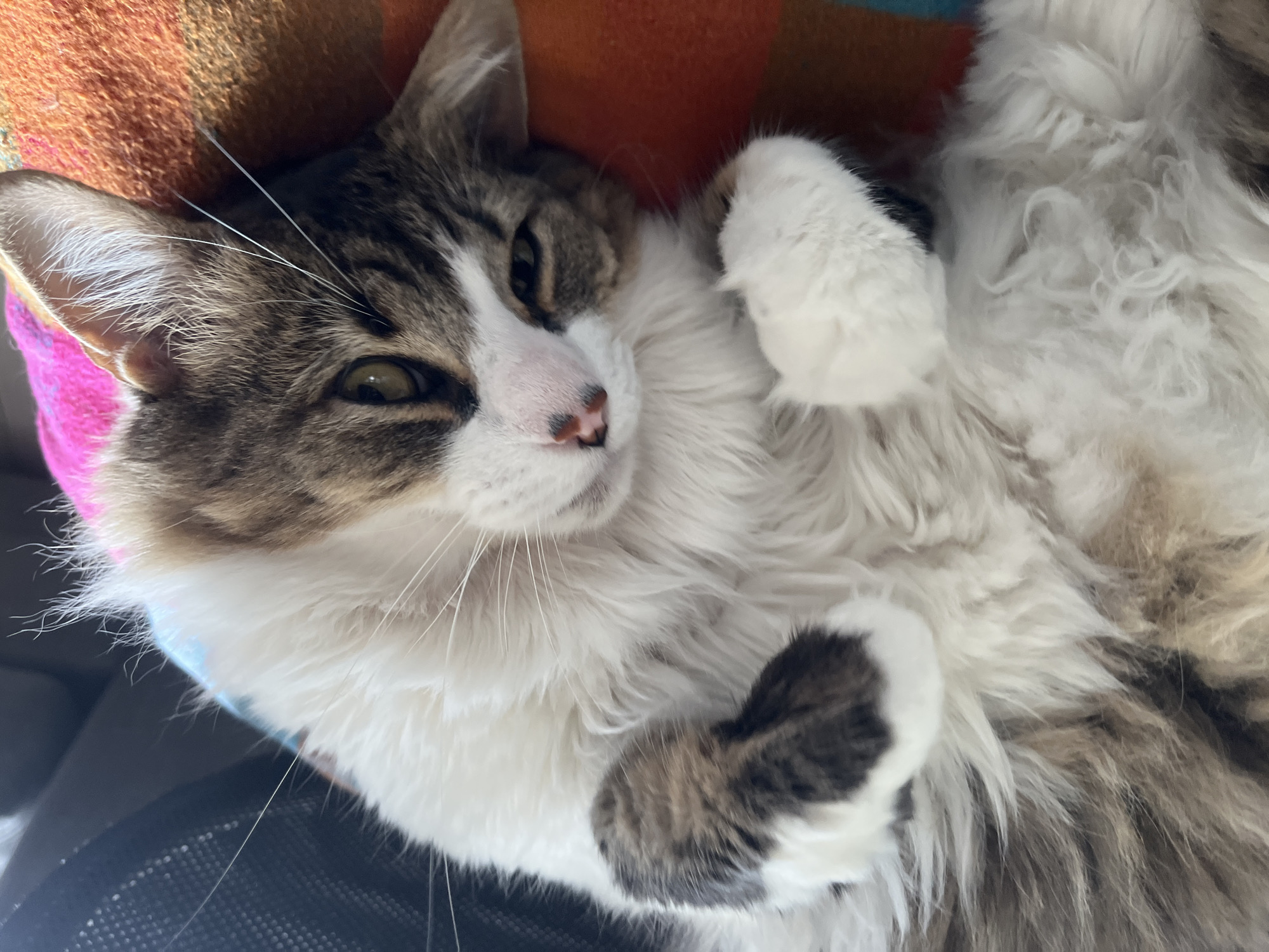 A medium shot captures a cat lying on its back. The cat is mostly white with patches of grey and brown. It has green eyes, a pink nose, and long white whiskers. The cat's paws are curled up towards its chest. The background consists of a colorful patchwork pattern of orange, brown, pink, and blue. Part of a dark mesh chair is visible at the bottom of the frame. The scene does not appear to be in Buenos Aires, Argentina, as there are no indicators of this.