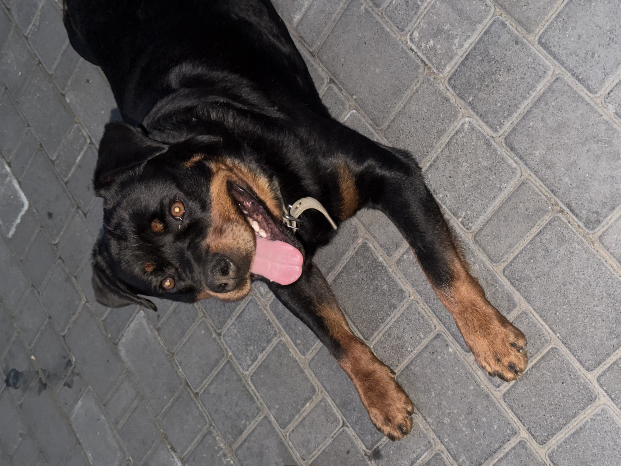 A Rottweiler dog is lying on a patterned paved surface, possibly a walkway or patio. The dog is mostly black with tan markings on its face and legs. Its mouth is open, with its pink tongue hanging out, suggesting it may be panting or relaxed. The dog is wearing a collar. The paving stones are rectangular and arranged in a staggered pattern, giving a textured appearance to the ground. The lighting suggests it is daytime, but the direction and intensity of light are not clear enough to determine the exact time of day or weather conditions. The dog appears to be the sole subject of the image, and the focus is on its relaxed pose and facial expression. There is no visible text in the image.