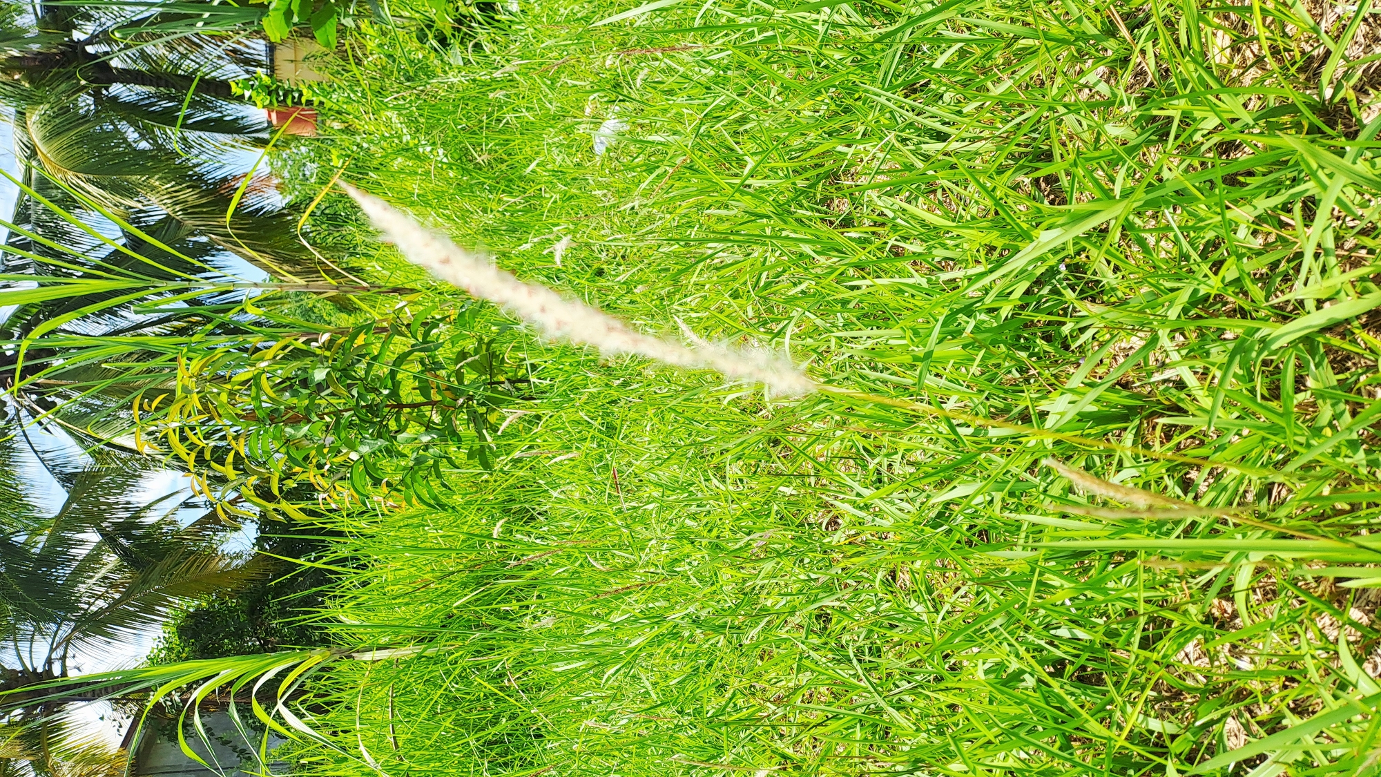 The image depicts a sunlit outdoor scene in Payameuneng, Indonesia, dominated by lush green grass and tropical vegetation. In the foreground, a feathery white grass stalk stands tall, slightly out of focus, contrasting with the densely packed, vibrant green blades of grass surrounding it. Behind the grass, several tall palm trees with fronds reaching towards a bright blue sky are visible, along with what appears to be sugar cane stalks and a small, leafy green plant. The overall impression is one of a tropical, natural environment, likely a rural or semi-rural area given the presence of palm trees and abundant greenery. There are no people or animals present in the frame.