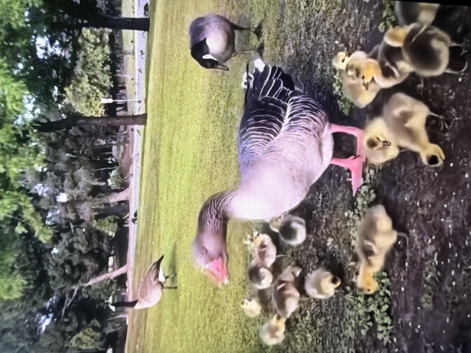 The image depicts a grassy park area with several geese and goslings. In the foreground, a large goose with pink feet and a pink beak is surrounded by numerous small goslings. Another goose stands to the right, facing away from the viewer. In the background, a third goose stands on the grass. Trees and foliage are visible in the distance, suggesting an outdoor, natural setting. The image is a photograph taken from a slightly elevated angle, capturing the subjects on a bright, possibly sunny day. The location is stated as Bukuru, Nigeria.