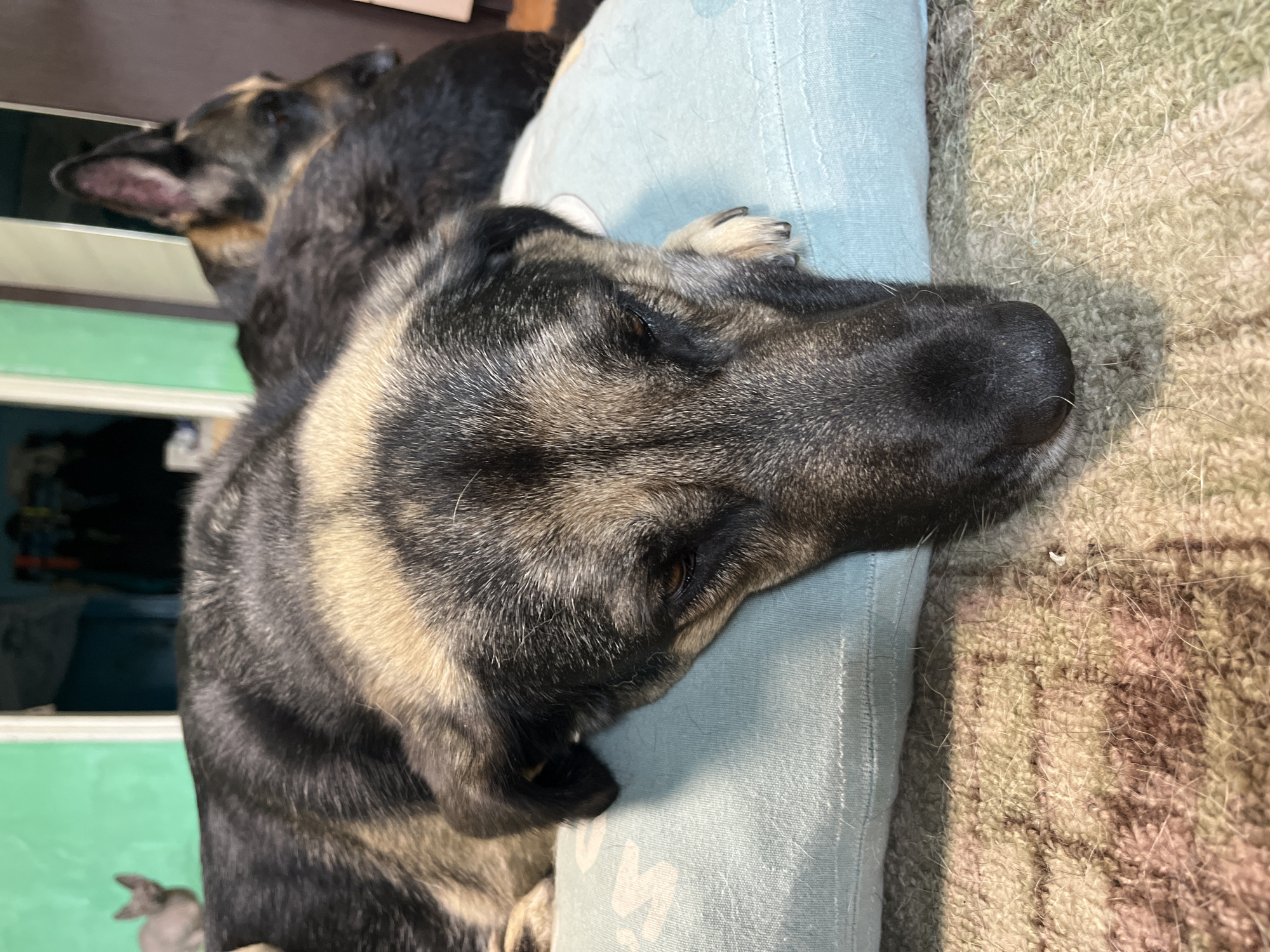 The image shows two dogs, likely German Shepherds, lying on a pillow and a patterned rug indoors. The foreground dog is lying on its side, resting its head on a light blue pillow. Its fur is a mix of black, tan, and gray. The dog's eyes are partially closed. Behind the foreground dog, another dog is visible, lying down with its head turned to the right. The background is out of focus, showing a green wall and a dark doorway with silhouettes of people or objects. A small, light-colored animal, possibly a cat or a small dog, is blurred in the far left background. The image appears to be taken in a residential setting.