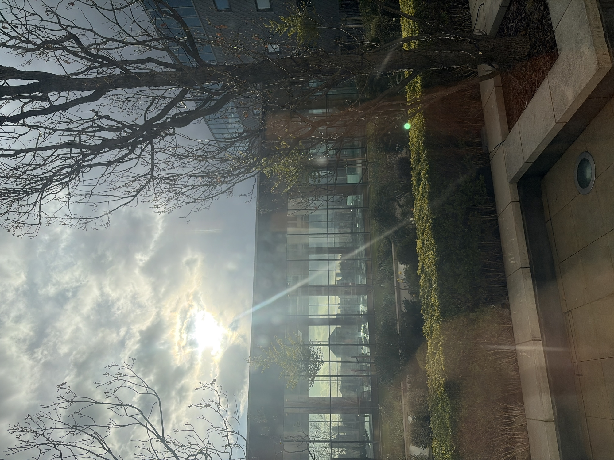 The image depicts an outdoor urban environment, likely a terrace or garden, in London, United Kingdom, during late winter or early spring. The sky is largely overcast, but a bright sun, positioned centrally to the left, breaks through the clouds, causing significant lens flare across the frame, including bright streaks and a green optical anomaly.
In the foreground, a light-colored paved terrace with rectangular slabs is visible, featuring integrated planters. A circular ground light is embedded in the paving on the lower left. Directly behind the paved area, a cultivated garden space extends, comprising various manicured green hedges and several bare deciduous trees, some with nascent buds. A larger, darker-barked tree dominates the right side of the frame, its skeletal branches reaching upwards.
In the middle ground, a long, modern building with a dark-framed, extensive glass facade is prominent. Through this glass facade, a distant urban landscape is discernible, including the distinct dome of St Paul's Cathedral, which appears reflected or seen through the glass, slightly to the right of the central axis. Other elements of the City of London skyline are also visible. A smaller, green-leafed tree is positioned directly in front of and visible through one of the glass panels of this building. To the far right, a darker building with smaller, square windows is partially visible behind the foreground trees.
There are no people or discernible actions or interactions in the scene. The setting suggests a modern architectural complex with a structured outdoor amenity space, likely located on the South Bank of the River Thames, specifically within the Bankside area, offering views looking north towards the City of London and St Paul's Cathedral.