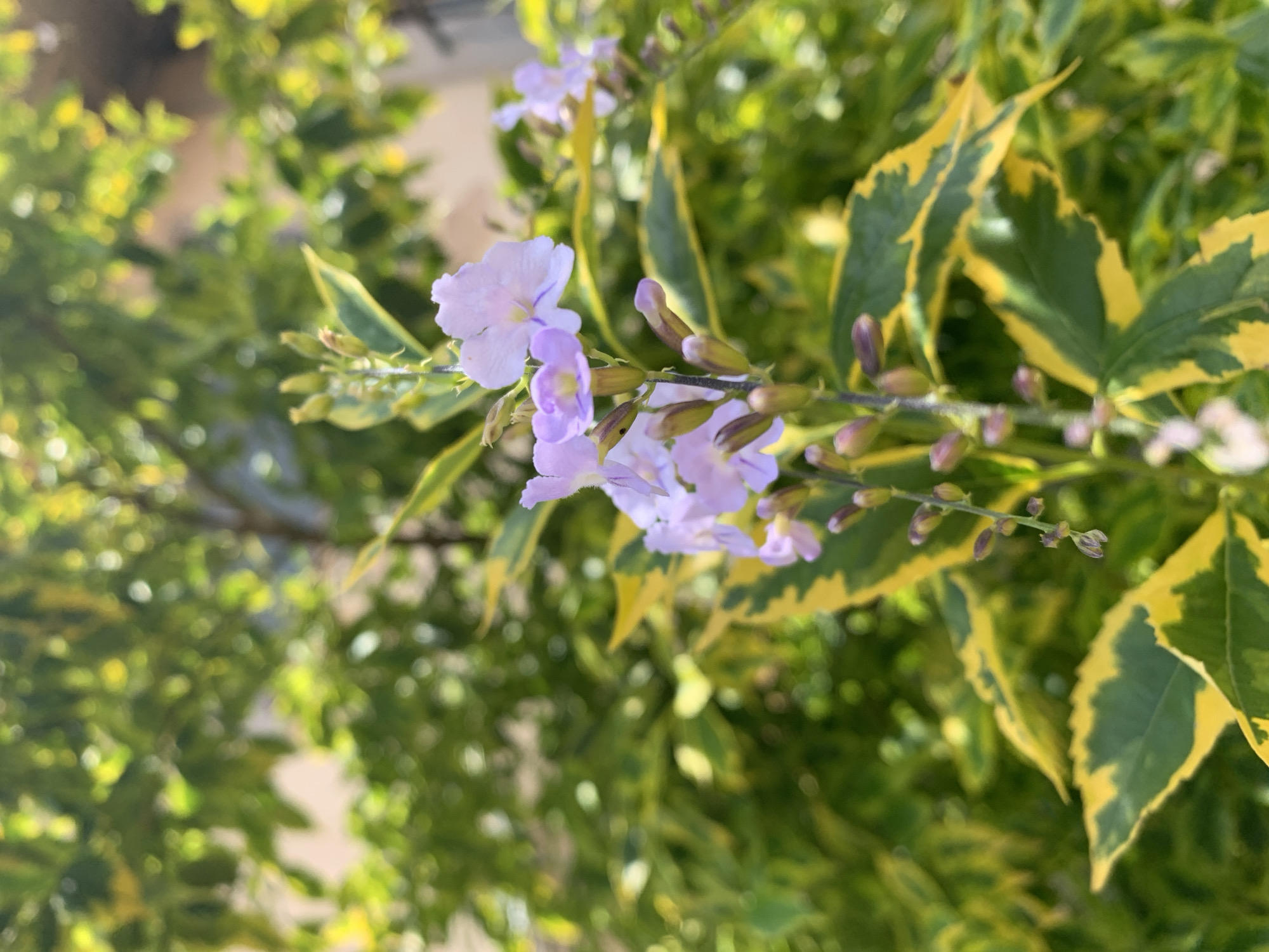 A close-up, eye-level shot focuses on a stem of small, pale purple flowers with visible stamens and buds. The flowers are clustered along the stem, with some fully open and others still closed. The leaves of the plant are variegated, featuring a mix of deep green and bright yellow. The background is a blur of green foliage, indicating a natural, outdoor setting. The lighting suggests it is daytime, with sunlight filtering through the leaves, creating a dappled effect. The image is sharp on the flowers and leaves in the foreground, while the background is soft and out of focus. The scene is likely located in Rafin Par, Nigeria, given the plant type and climate.