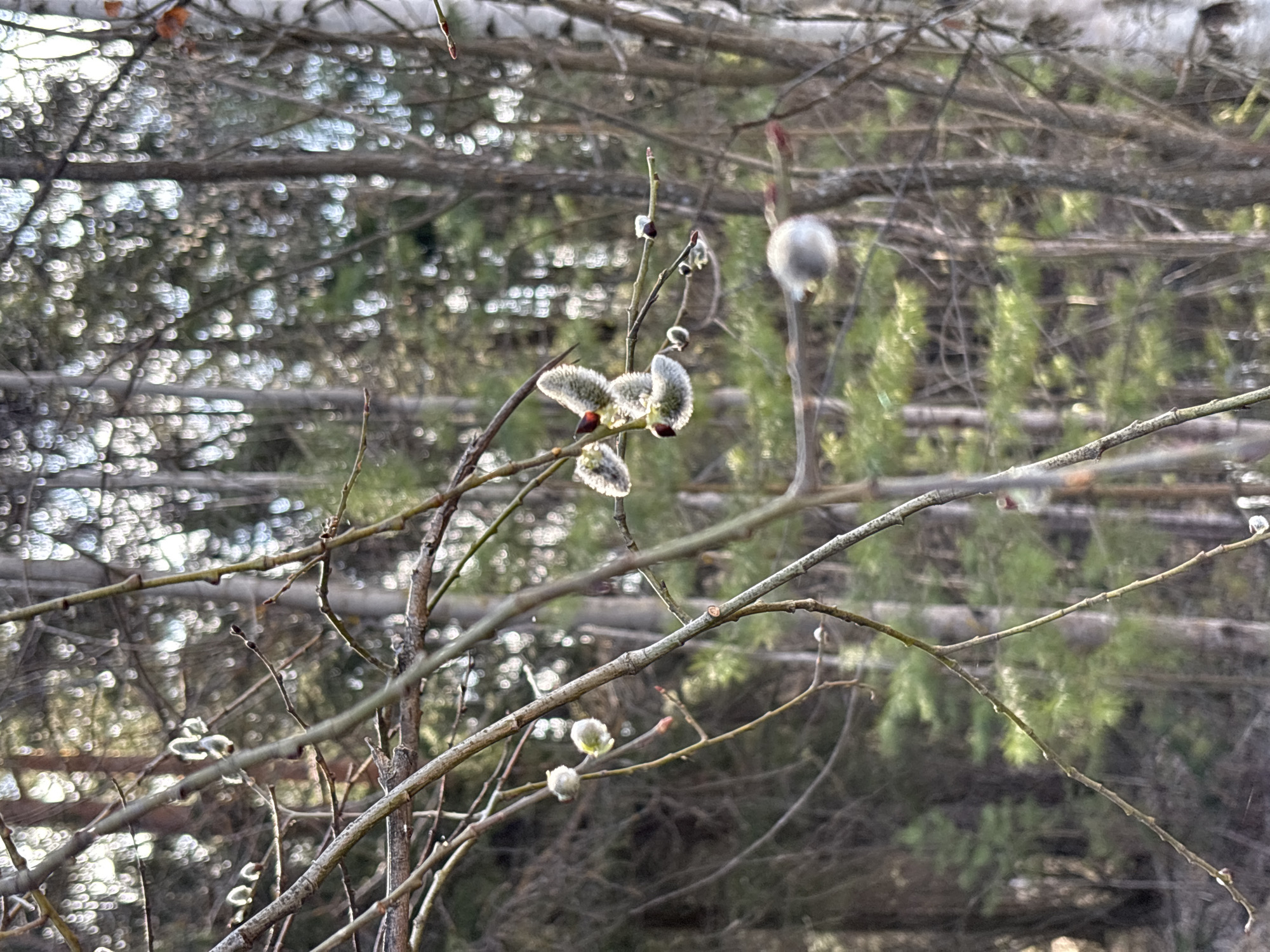 The image captures a close-up view of budding willow branches in what appears to be an early spring setting in Русский Вожой, Russia. The primary subjects are several slender, bare branches adorned with soft, silvery-white willow catkins, commonly known as pussy willows. Some catkins are fully unfurled, revealing their characteristic fuzzy appearance, while others are still tightly closed, reddish-brown buds, indicating the very beginning of the spring season.
The branches are in sharp focus, with intricate details of their bark and the delicate fuzz of the catkins visible. The background is softly blurred, creating a bokeh effect with numerous bright, circular light reflections. These reflections suggest sunlight filtering through distant trees or possibly reflecting off water, though no explicit body of water is discernible. The out-of-focus background also shows hints of other trees, including what might be birch trees with their distinctive pale bark and evergreen trees with green foliage, adding depth to the woodland or forest edge setting.
The lighting is bright, suggesting a clear day, possibly morning or late afternoon, as sunlight seems to highlight the catkins and create the luminous bokeh in the background. There is no discernible activity other than the natural process of budding trees. The image conveys a sense of renewal and the quiet beauty of nature awakening after winter. There is no visible text within the image.