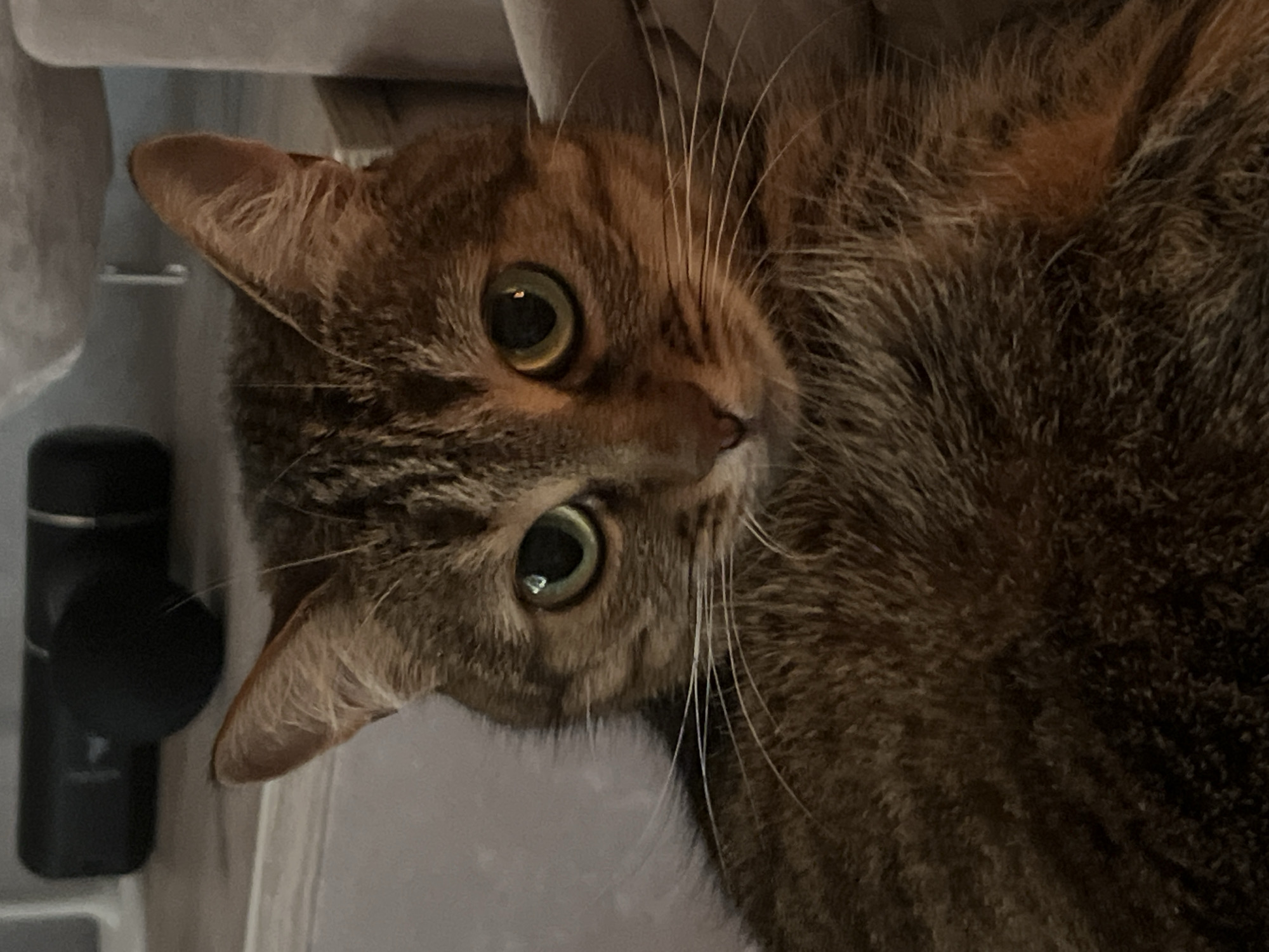 A close-up, eye-level, vertical shot shows a tabby cat with green eyes looking directly at the camera. The cat's fur is a mix of brown, black, and orange tabby markings. Its whiskers are prominent and white. The background is blurred, but appears to be an indoor setting with a sofa and some dark objects in the distance. The lighting is dim, creating a soft glow on the cat's face.