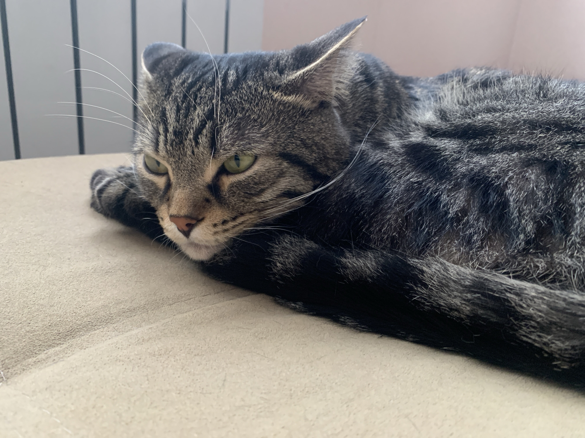 An indoor shot features a relaxed tabby cat lying on a beige, textured surface, possibly a sofa or bed. The cat, with prominent green eyes and distinct grey and black striped fur, is resting its head on its front paw. Its long white whiskers are clearly visible, fanning out from its face. The cat's expression appears calm and peaceful, suggesting it is either dozing or observing its surroundings quietly.
In the background, a light-colored wall with vertical dark lines, resembling a radiator or window blinds, is visible to the left. Further back, a soft, pale pink wall provides a muted backdrop to the right. The lighting suggests natural daylight entering the room, casting soft shadows and highlighting the texture of the cat's fur and the surface it rests upon. The overall scene conveys a sense of domestic tranquility. No text is visible in the image. The setting is an indoor space, likely a home in Stavropol, Russia.
