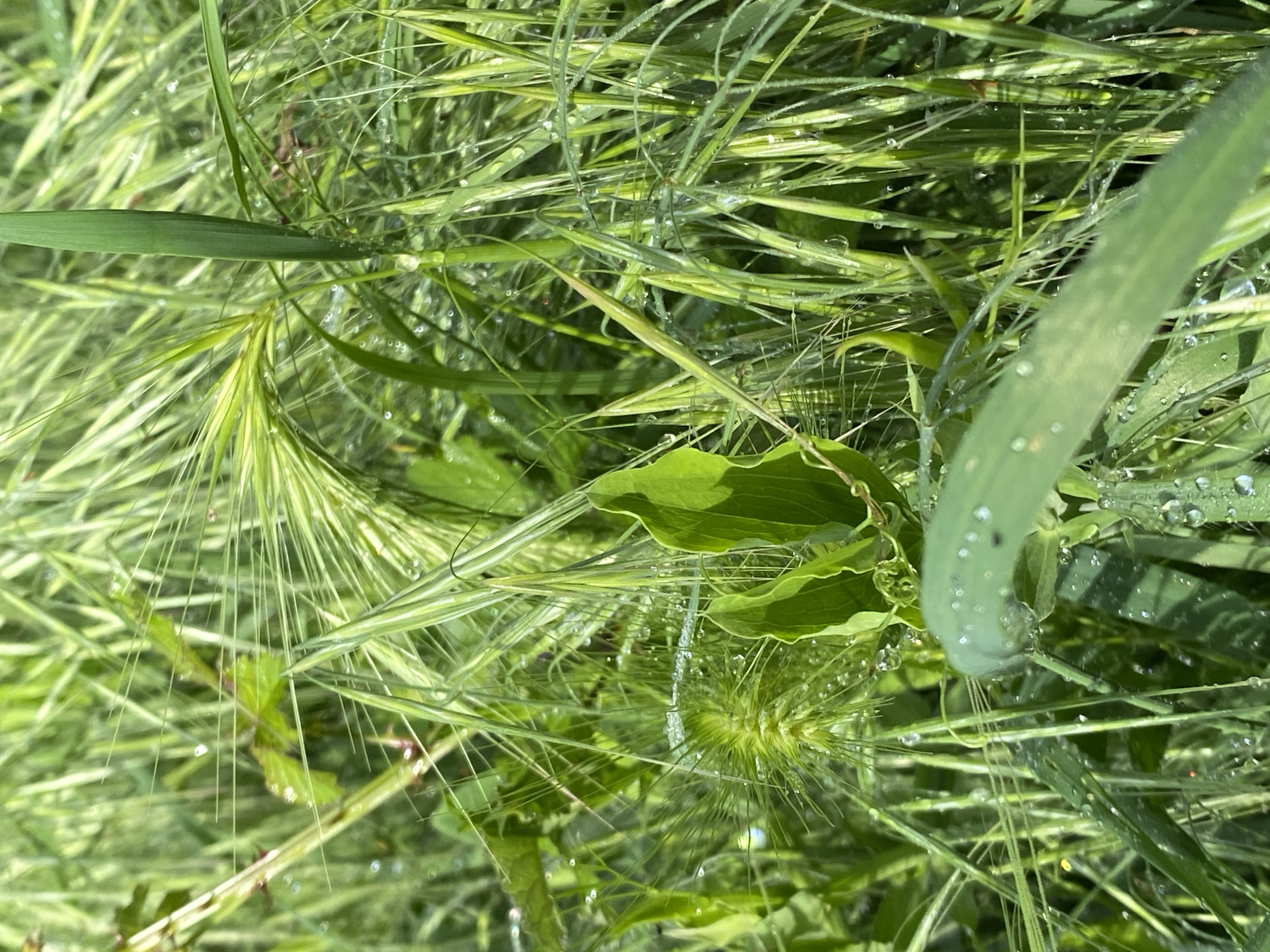 The image shows a close-up view of various types of green grasses and foliage covered in water droplets. There are no visible people or actions. The focus is on the texture and color of the plants, with the water droplets adding a reflective, glistening quality. The presence of diverse grasses indicates a natural or semi-natural environment. Without landmarks, determining the exact location in Budva, Montenegro is impossible.