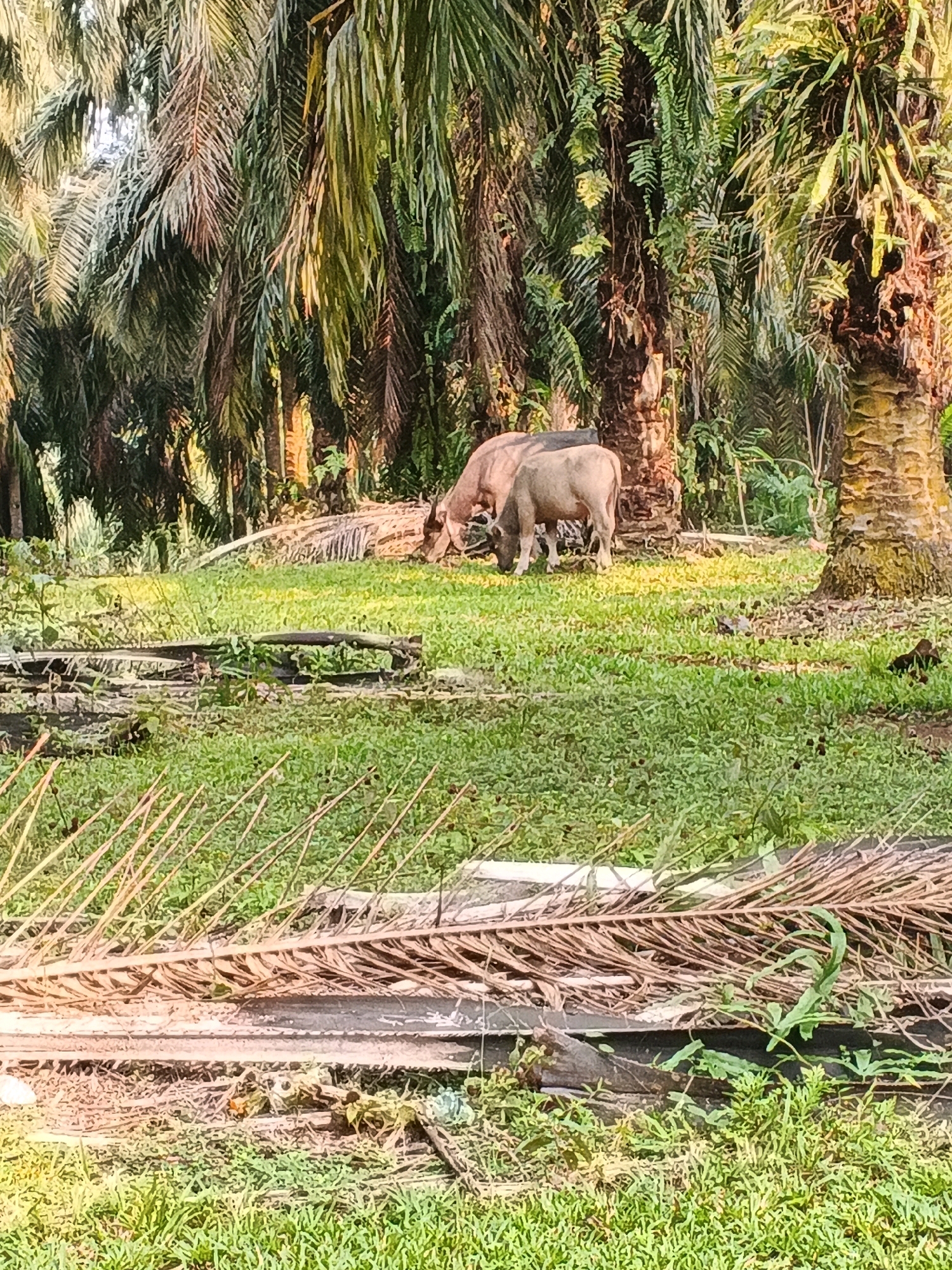 The image depicts a rural scene in Pernyah, Indonesia, likely a plantation or a field adjacent to one. Two light-colored water buffaloes are grazing on green grass in the mid-ground. They are positioned between several large palm trees, some of which have dense foliage. The ground is covered in lush green grass and scattered with dried palm fronds and debris, suggesting an outdoor, natural environment. The sunlight filters through the palm trees, creating a warm, dappled lighting effect. The background is filled with more palm trees, creating a dense, tropical atmosphere. There are no human figures or structures visible in the image.