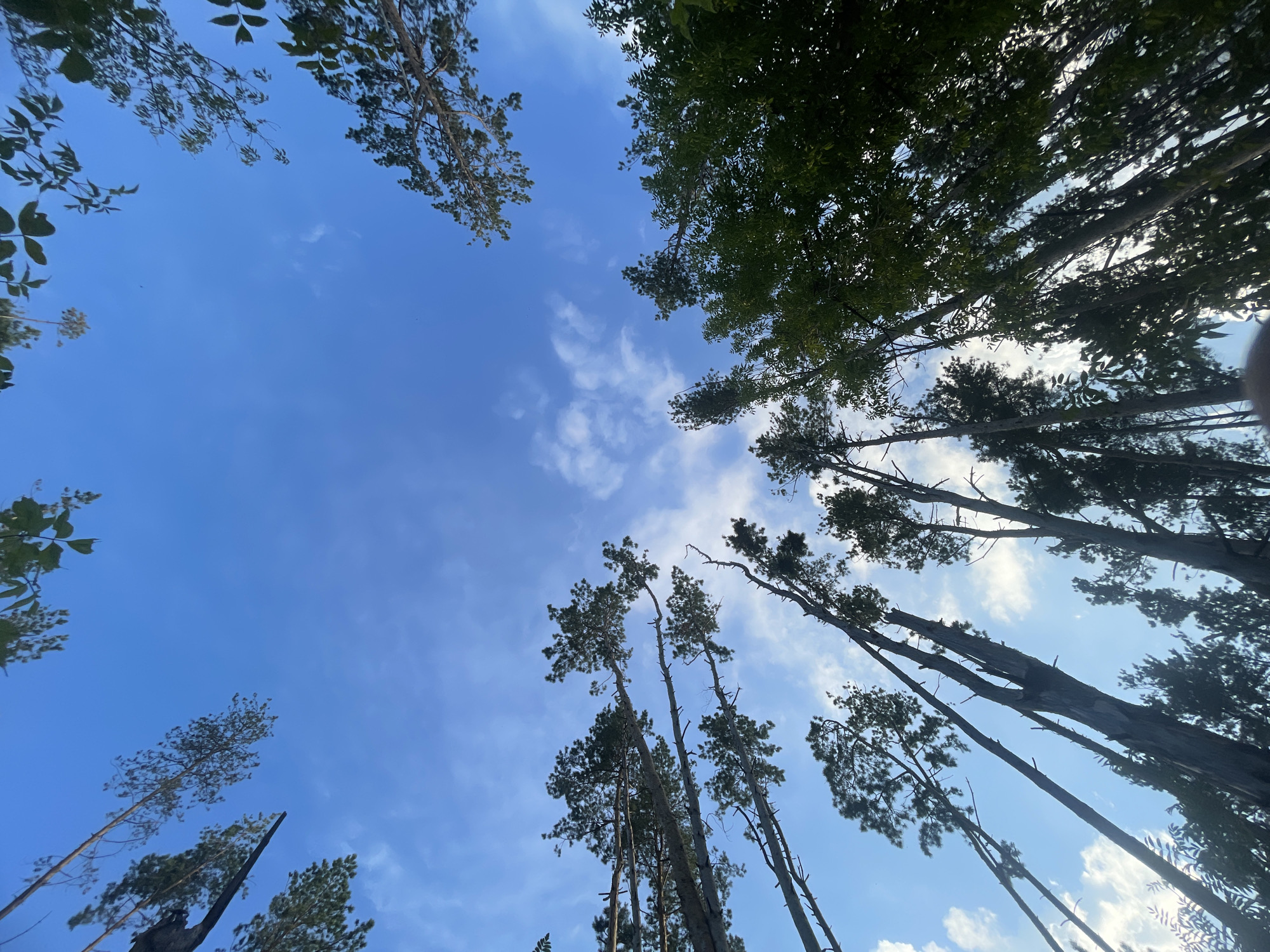 The image shows a low-angle view looking up at a canopy of trees against a blue sky with scattered white clouds. The trees are tall and slender, with branches reaching upwards. Some trees have dark, textured bark, while others appear smoother. The foliage is a mix of green and brown, with some leaves silhouetted against the sky. The overall impression is one of a forest or wooded area. No specific landmarks or details that would pinpoint the location to the city of Подшивалово, Russia, are visible in the image.