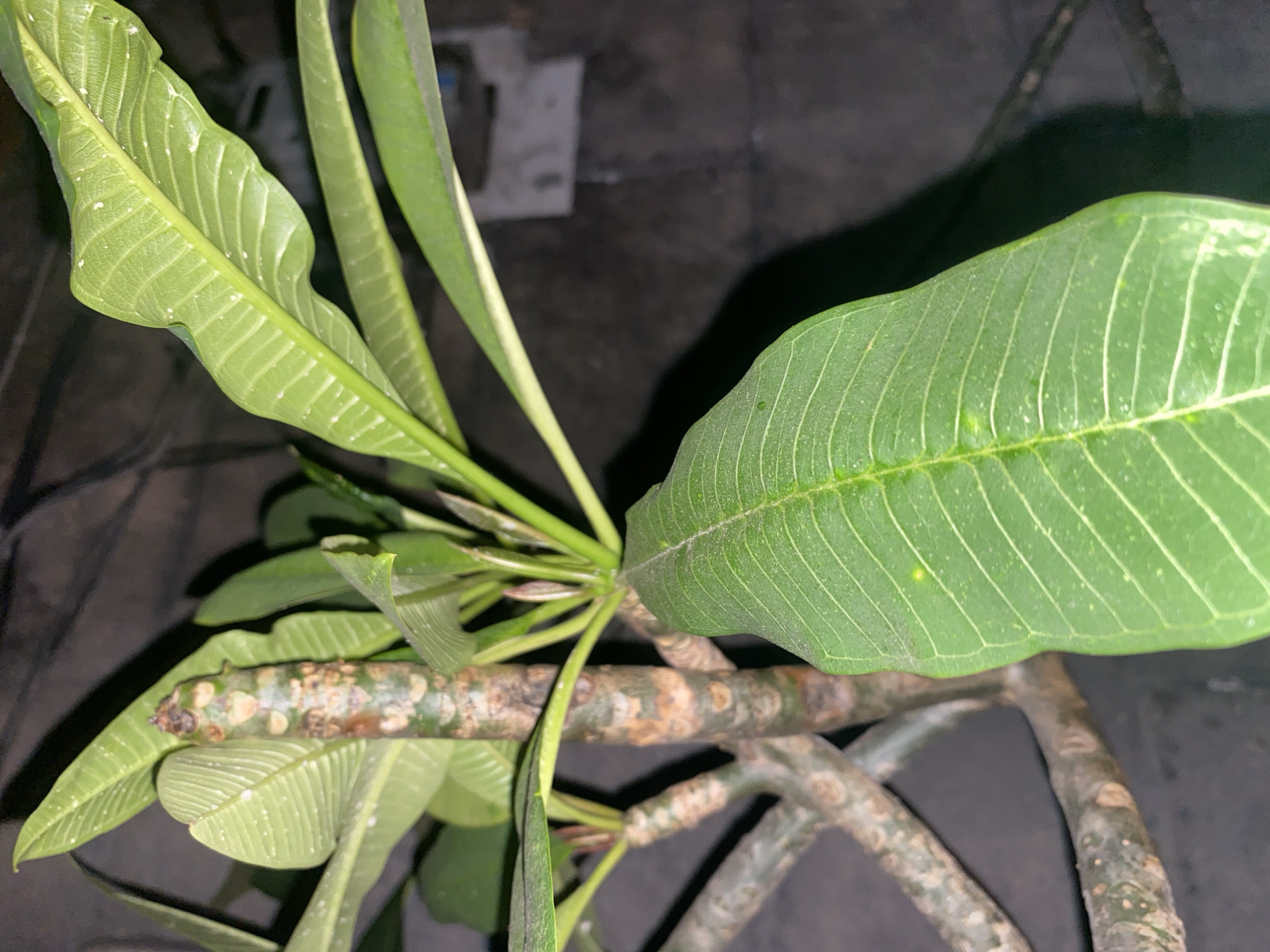 This is a close-up, eye-level, vertical shot of a Plumeria plant in North Jakarta, Indonesia. The image focuses on the stem and leaves of the plant, with the background out of focus. The stem is thick and woody, with a mottled brown and green appearance, showing signs of old leaf scars. Several branches extend from the main stem. Vibrant green leaves, with prominent parallel veins, are visible. Some leaves have small white spots on their surface, possibly from dust or minor imperfections. The lighting suggests it is nighttime or a dimly lit indoor environment. The background consists of dark, textured surfaces that are blurred, indicating the plant is likely in an urban setting.