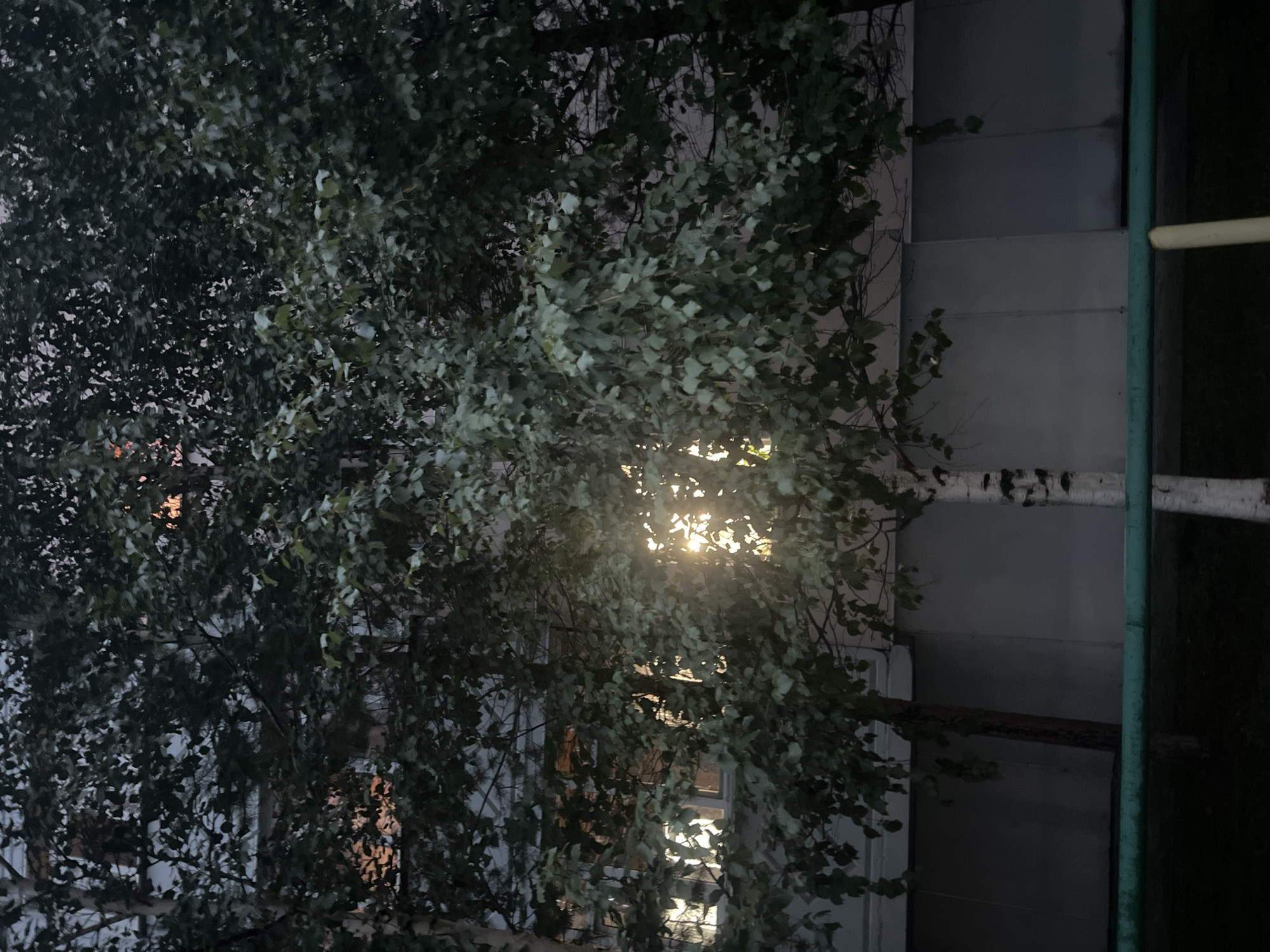 The image shows a close-up view of a birch tree in front of a building in Surgut, Russia. The sun is setting, and its rays are filtering through the leaves of the tree, creating a dappled effect. The building appears to be an apartment complex, with several windows visible. The overall atmosphere of the image is one of peace and tranquility. The scene is captured at ground level, looking upwards into the tree canopy. The building's facade is a muted gray, with visible horizontal lines suggesting panels or siding. The lower portion of the image features a dark, out-of-focus foreground, with a green metal railing and a hint of a yellow pole. The birch tree in the foreground has characteristic white bark with dark markings. The leaves of the tree are dense and green, obscuring much of the background building. The light filtering through the leaves suggests late afternoon or early evening.