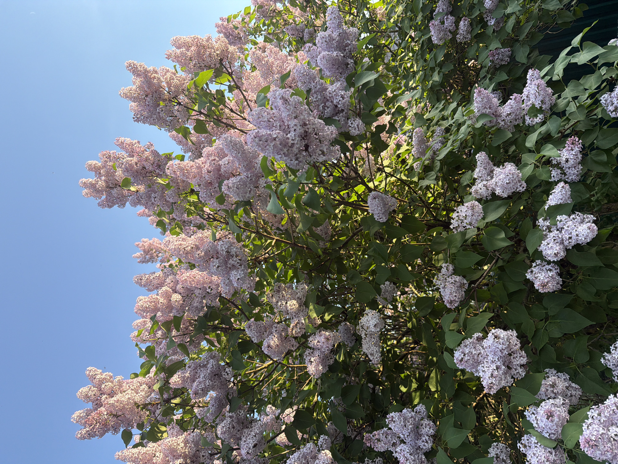 The image depicts a lilac bush in full bloom, likely in the spring. The blossoms are a mix of light pink and lavender hues. The bush is dense with flowers and green leaves. The background features a clear, blue sky on one side and a darker, possibly shaded area on the other side. The location is unknown. No people are visible. The camera angle is low, looking up into the bush.