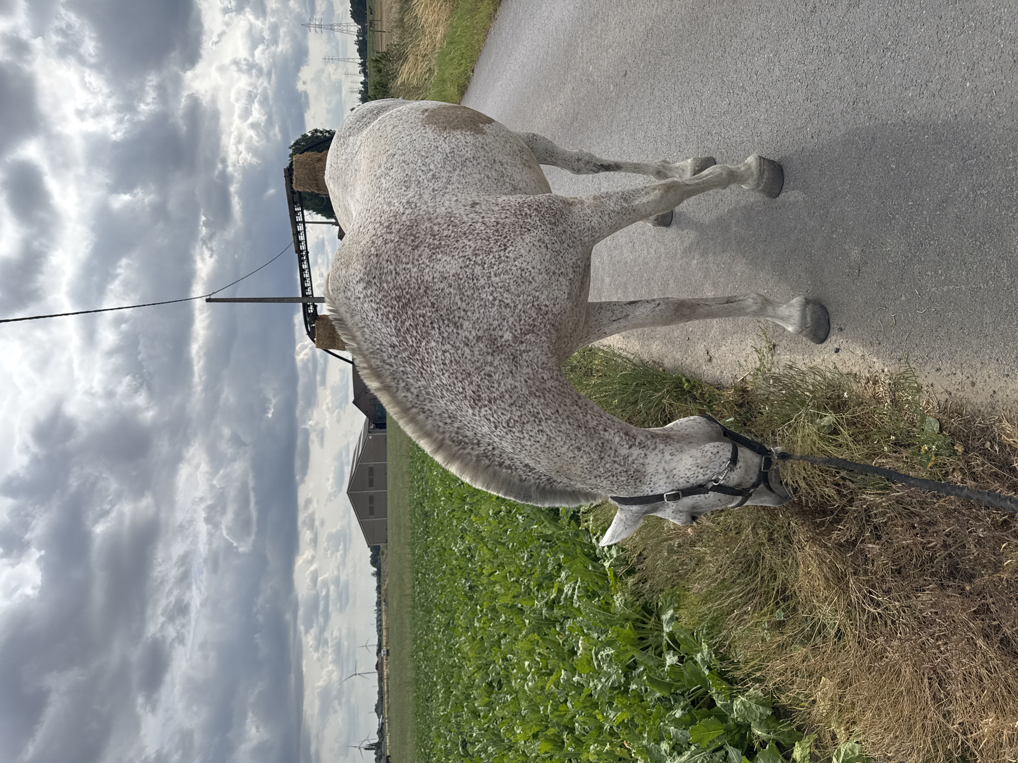 A dappled grey horse is walking on the right side of a paved rural road, with its head lowered to graze on the grass on the left side of the road. The horse is wearing a black halter and is tethered by a black lead rope. To the left of the road is a field of green leafy crops. In the background, there are several industrial buildings, wind turbines, and electrical pylons. The sky is heavily overcast with dark grey clouds. The scene appears to be in a rural area of Estaimpuis, Belgium.