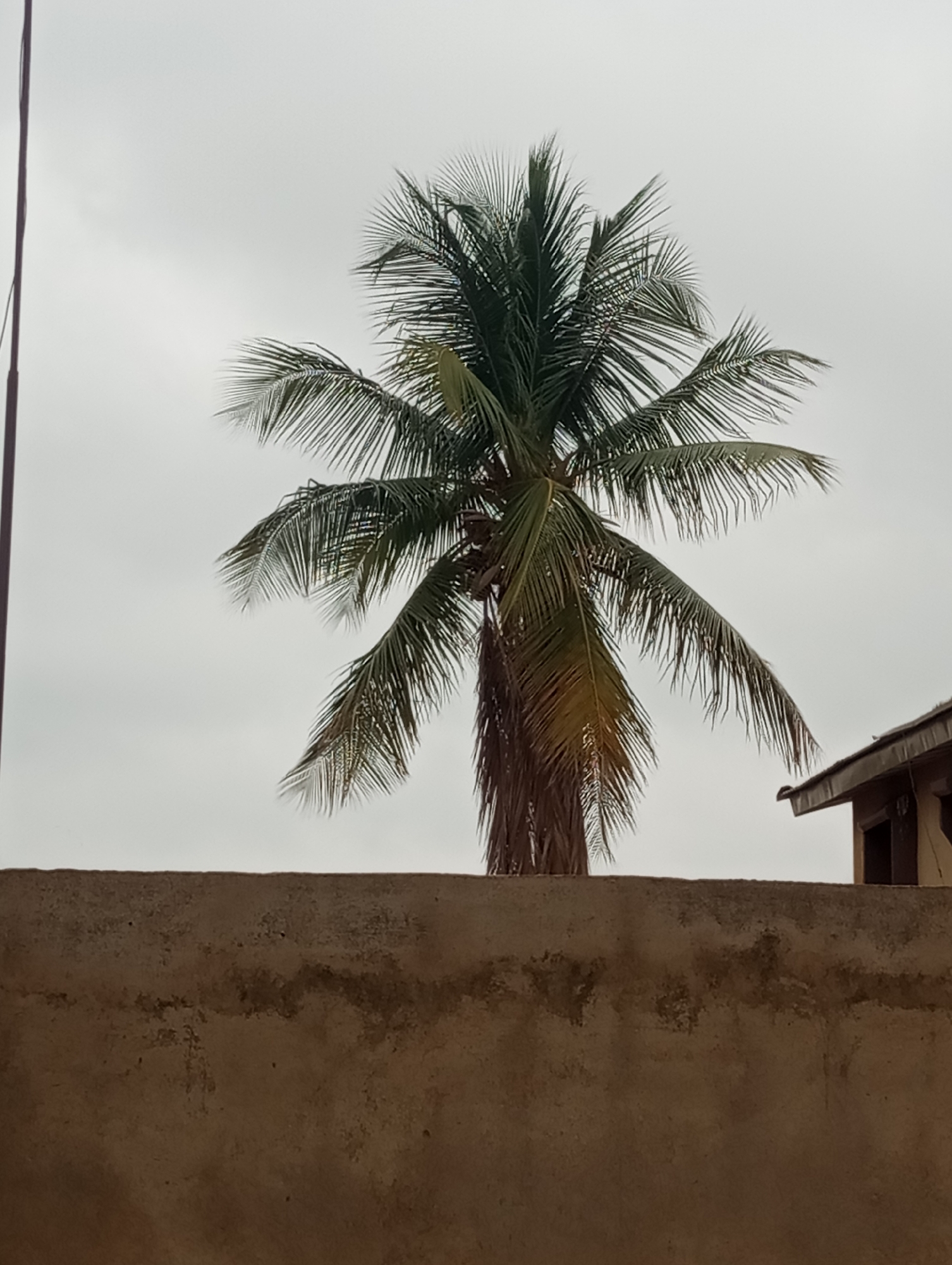 In Sabon Tasha, Nigeria, a scene unfolds under a dull, overcast sky. The foreground is dominated by a rough, brown textured wall, likely made of concrete or stucco, that stretches across the lower portion of the frame. Above this wall, a tall palm tree stands prominently, its green fronds fanned out against the pale sky. Some of the fronds appear slightly discolored, with hints of yellowing. To the right of the palm tree, a portion of a building is visible. This structure features a brown, possibly wooden, roof with a slight overhang. The building itself has dark window or doorway openings. To the far left, a thin, dark vertical pole extends upwards, partially obscured by the edge of the frame. The overall impression is of an outdoor scene in a built-up area, with natural elements like the palm tree contrasting with man-made structures.