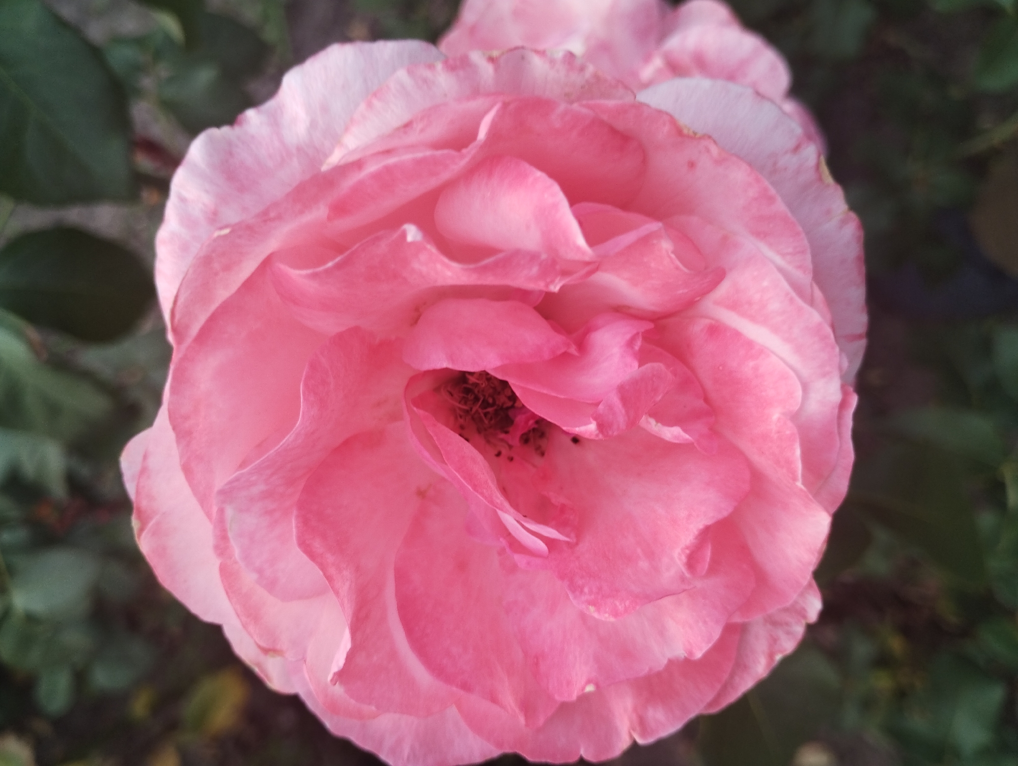 A close-up, slightly overhead shot focuses on a large, fully bloomed pink rose with delicate, layered petals. The center of the rose shows dark stamens. The rose is surrounded by dark green foliage, suggesting an outdoor garden setting. There is no indication of the city of Sumy, Ukraine.